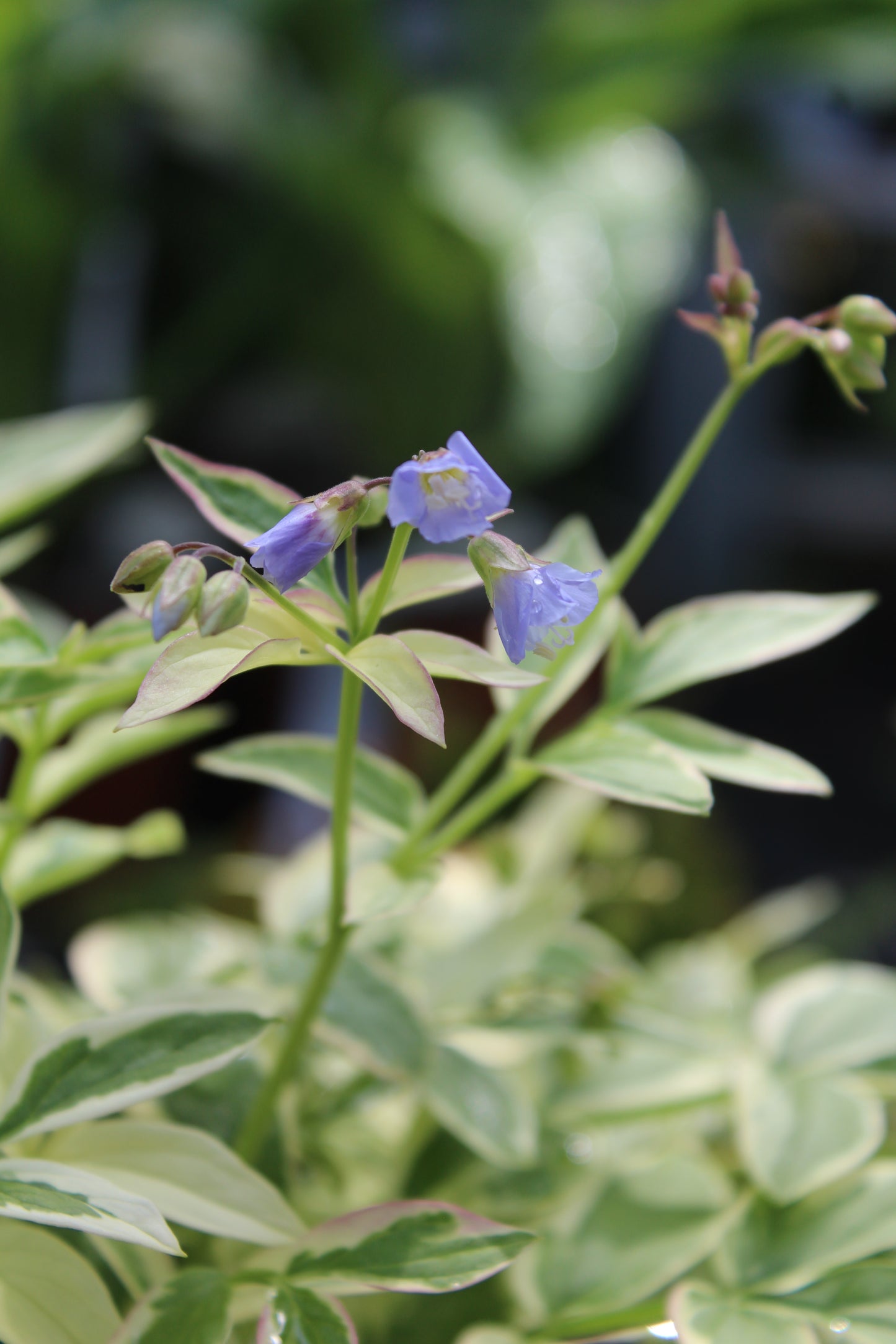 Polemonium Stairway Heaven 1g