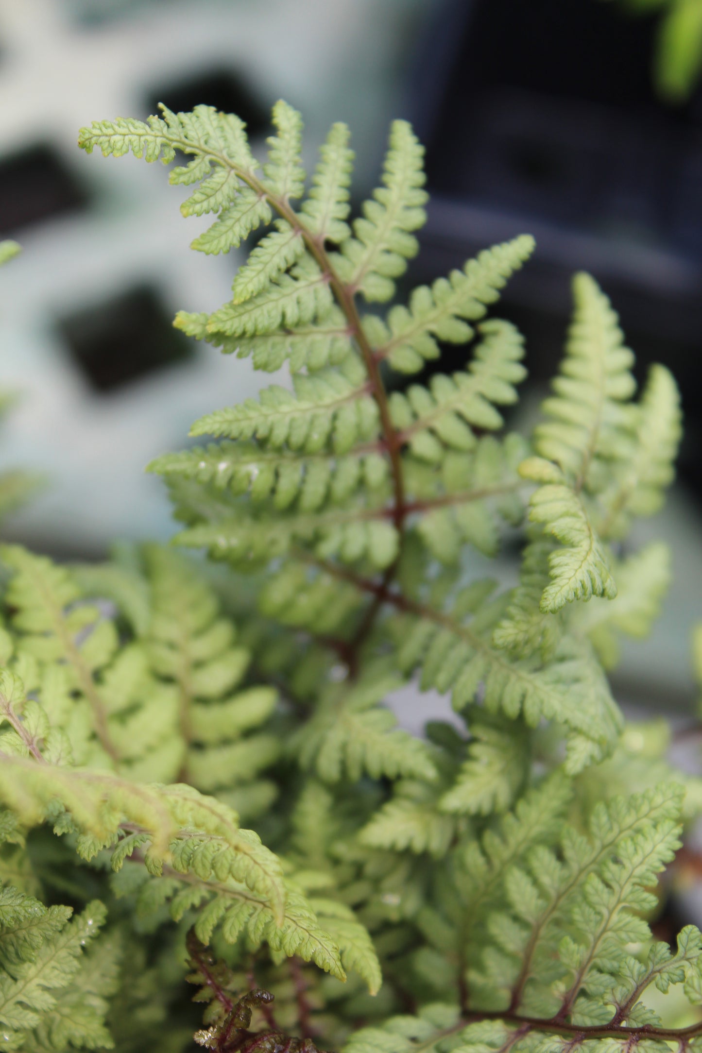 Athryium Ghost Fern quart