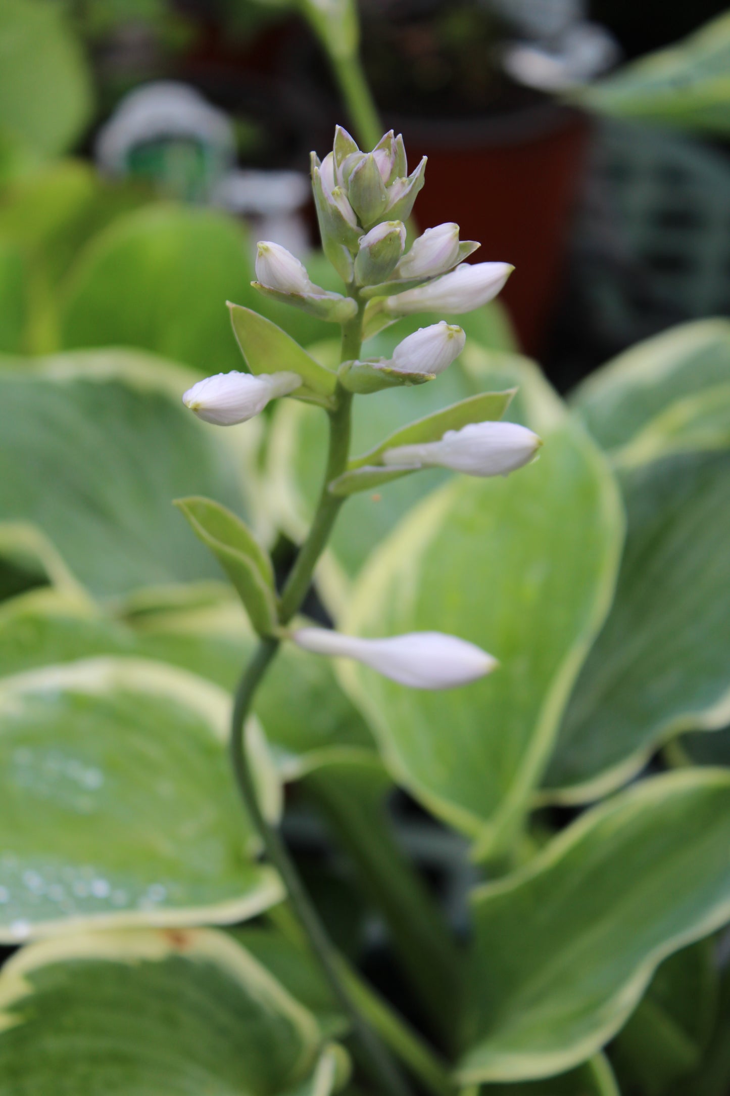HOSTA sieboldiana Northern Exposure 2g