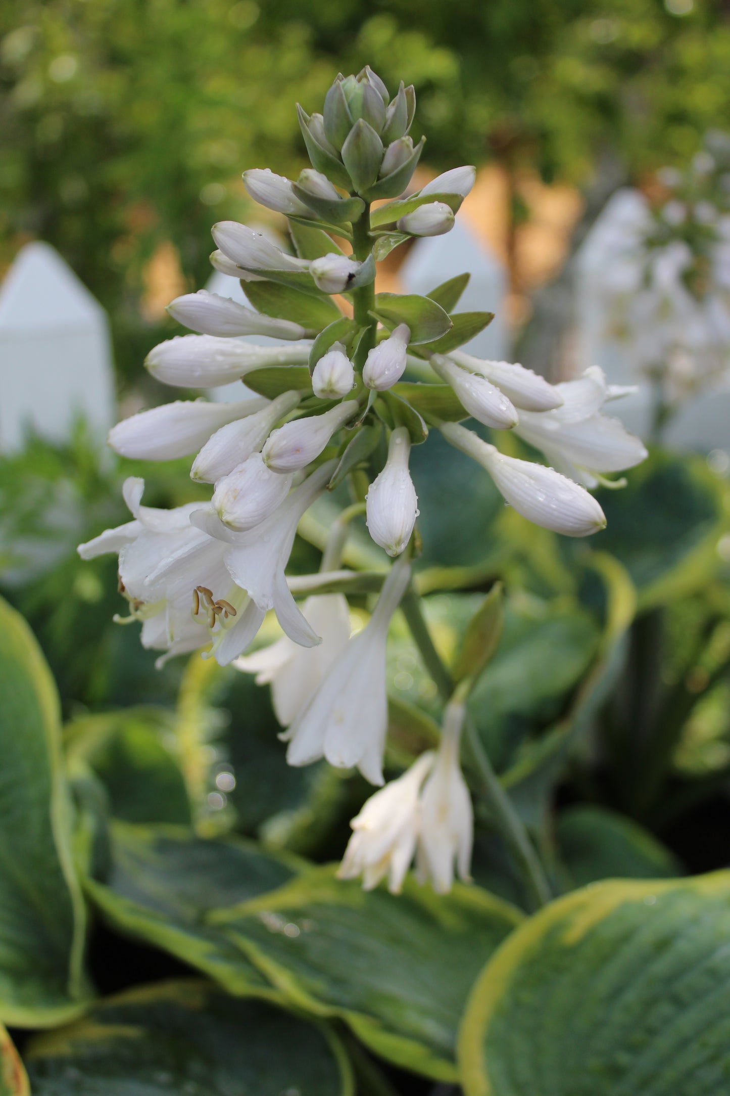 Hosta Frances Williams 1g
