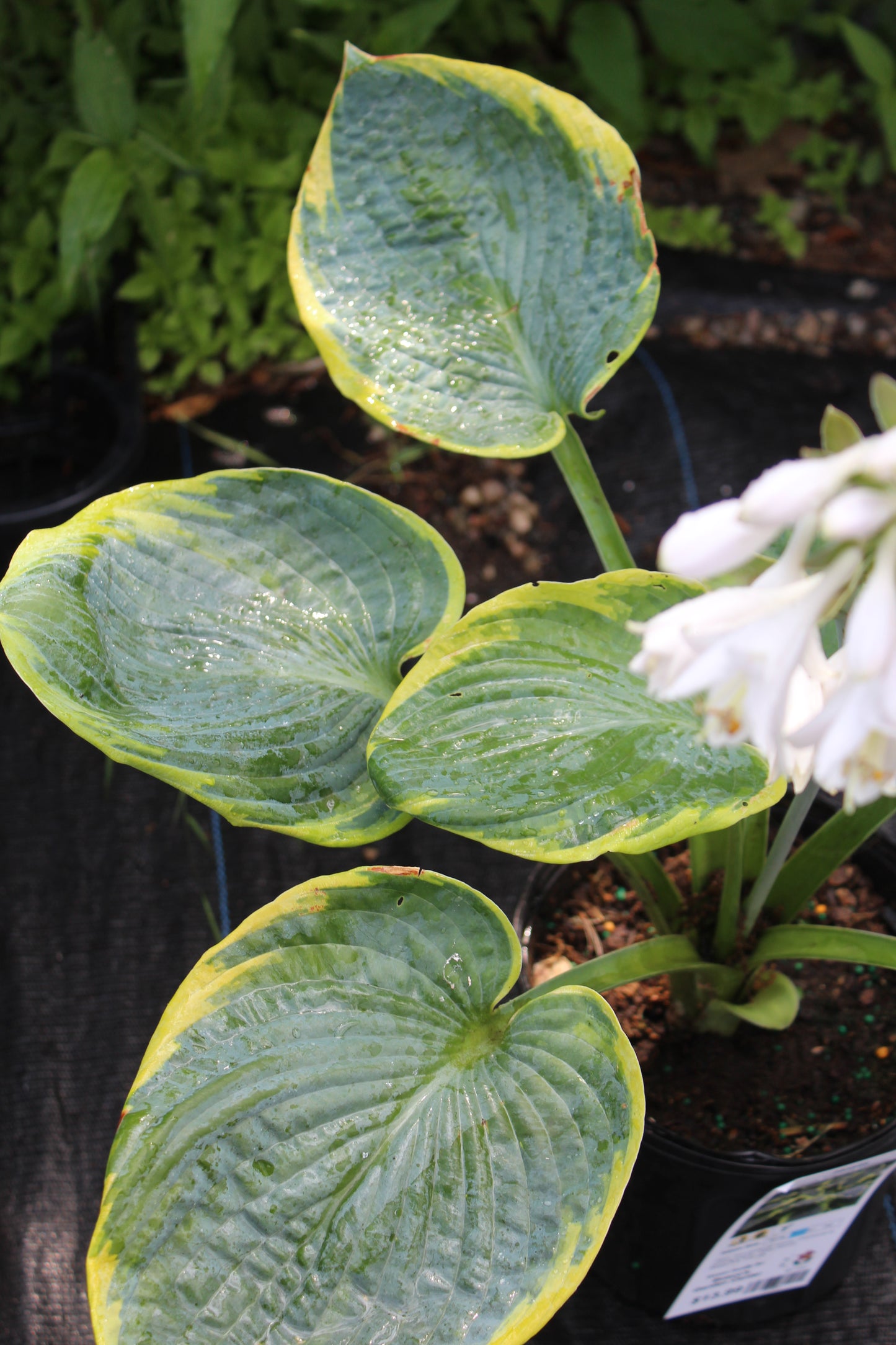 Hosta Frances Williams 1g