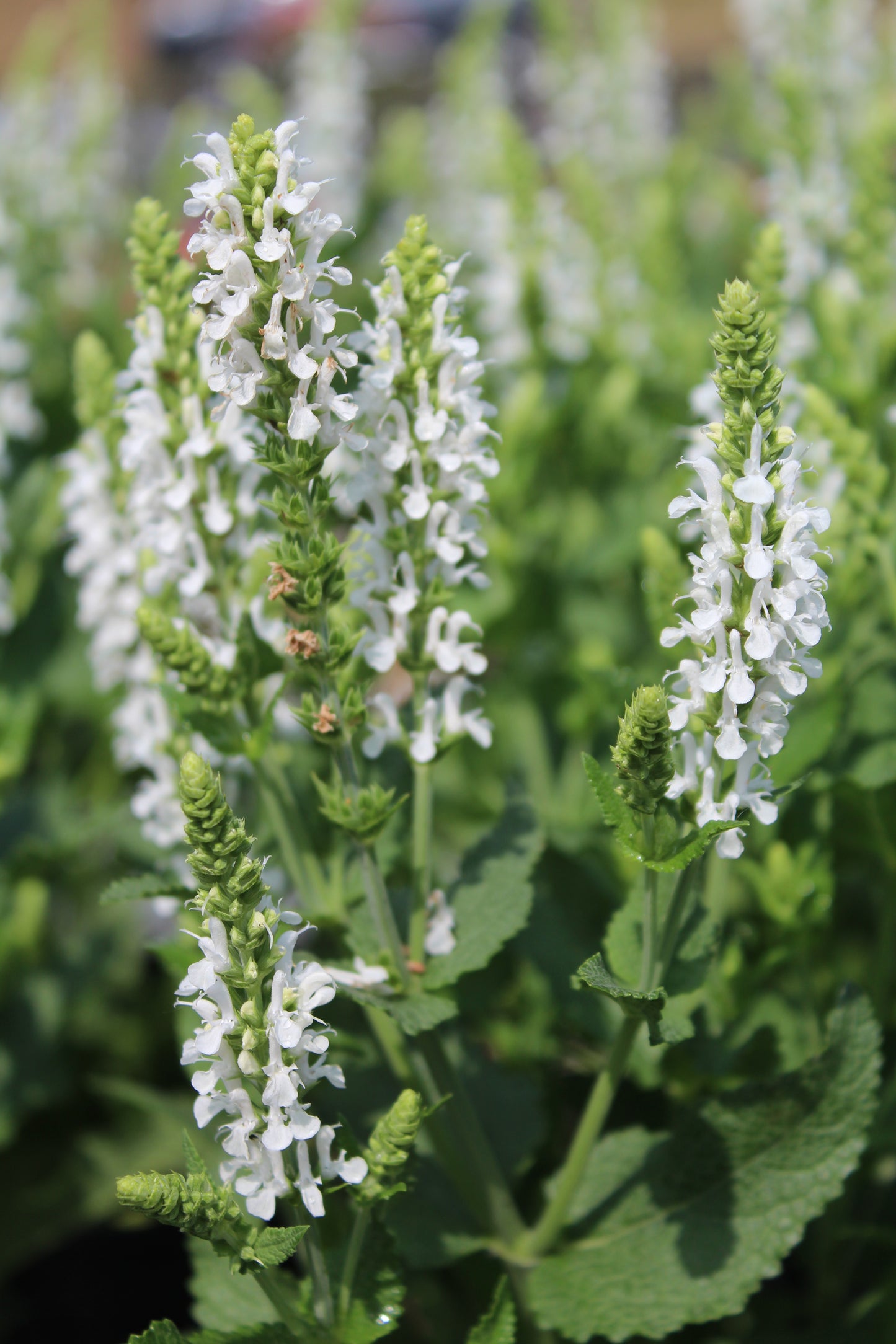 Salvia Snow Hill 1g