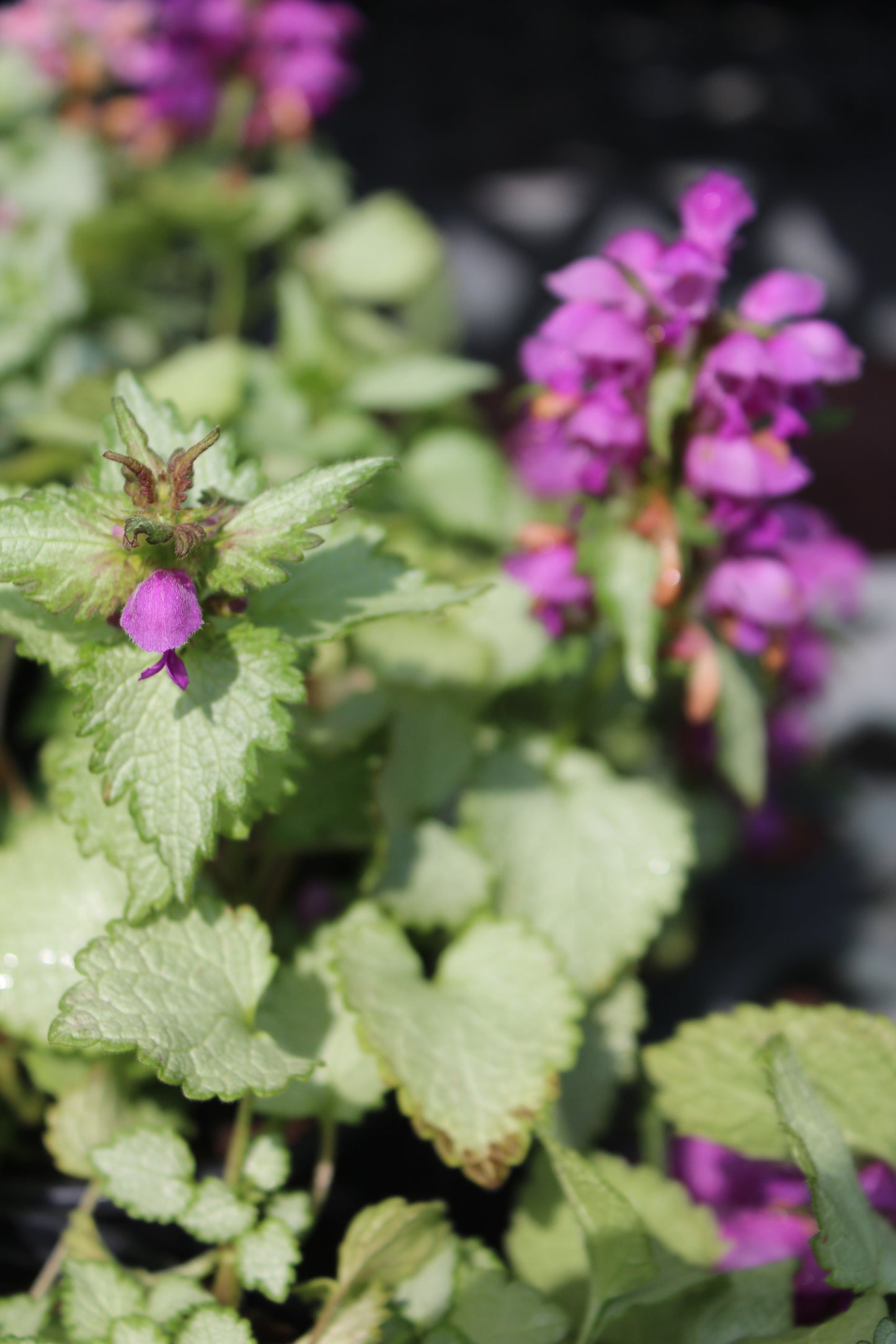 Lamium Pink Pewter quart
