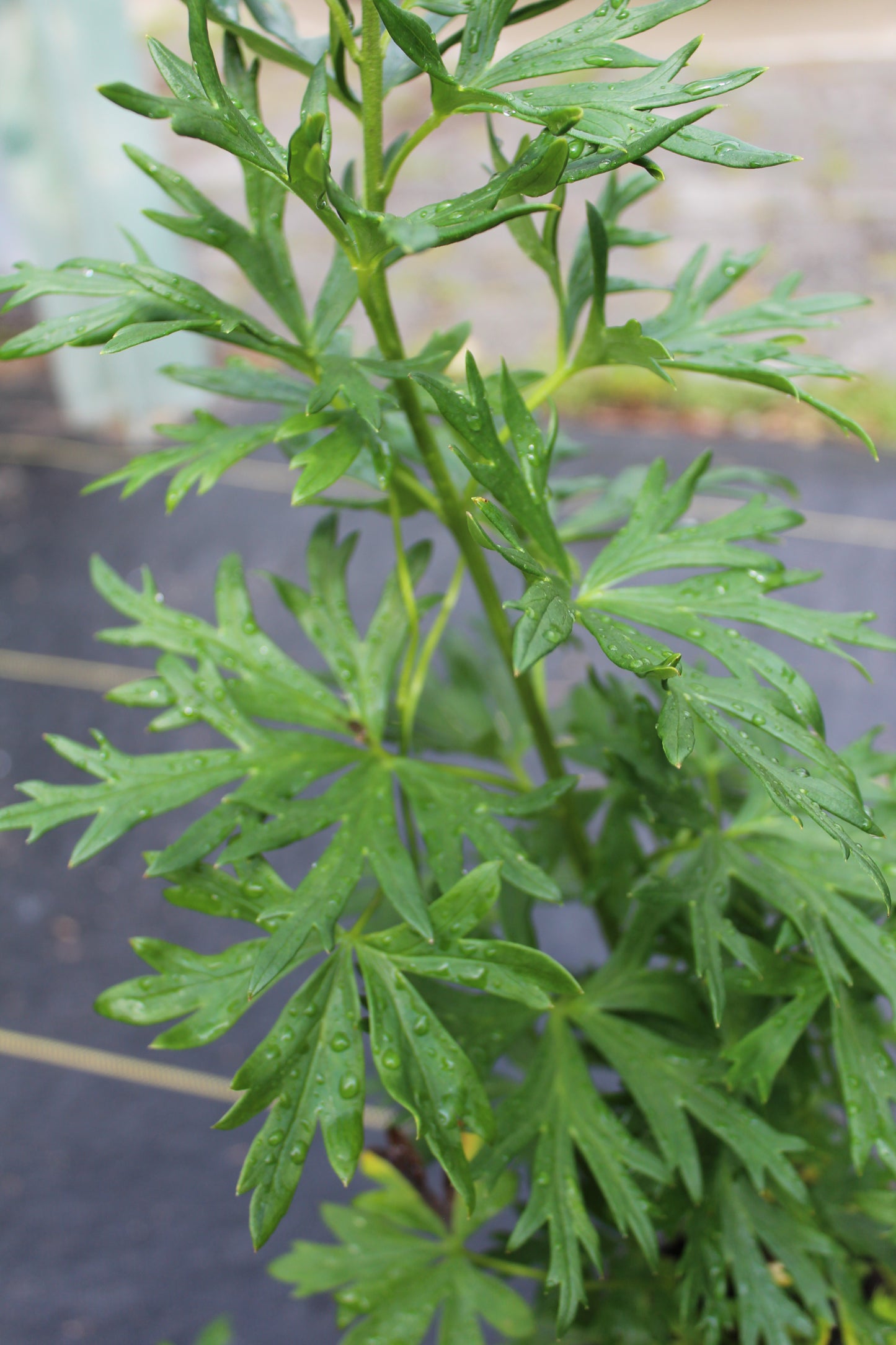 ACONITUM napellus 1g