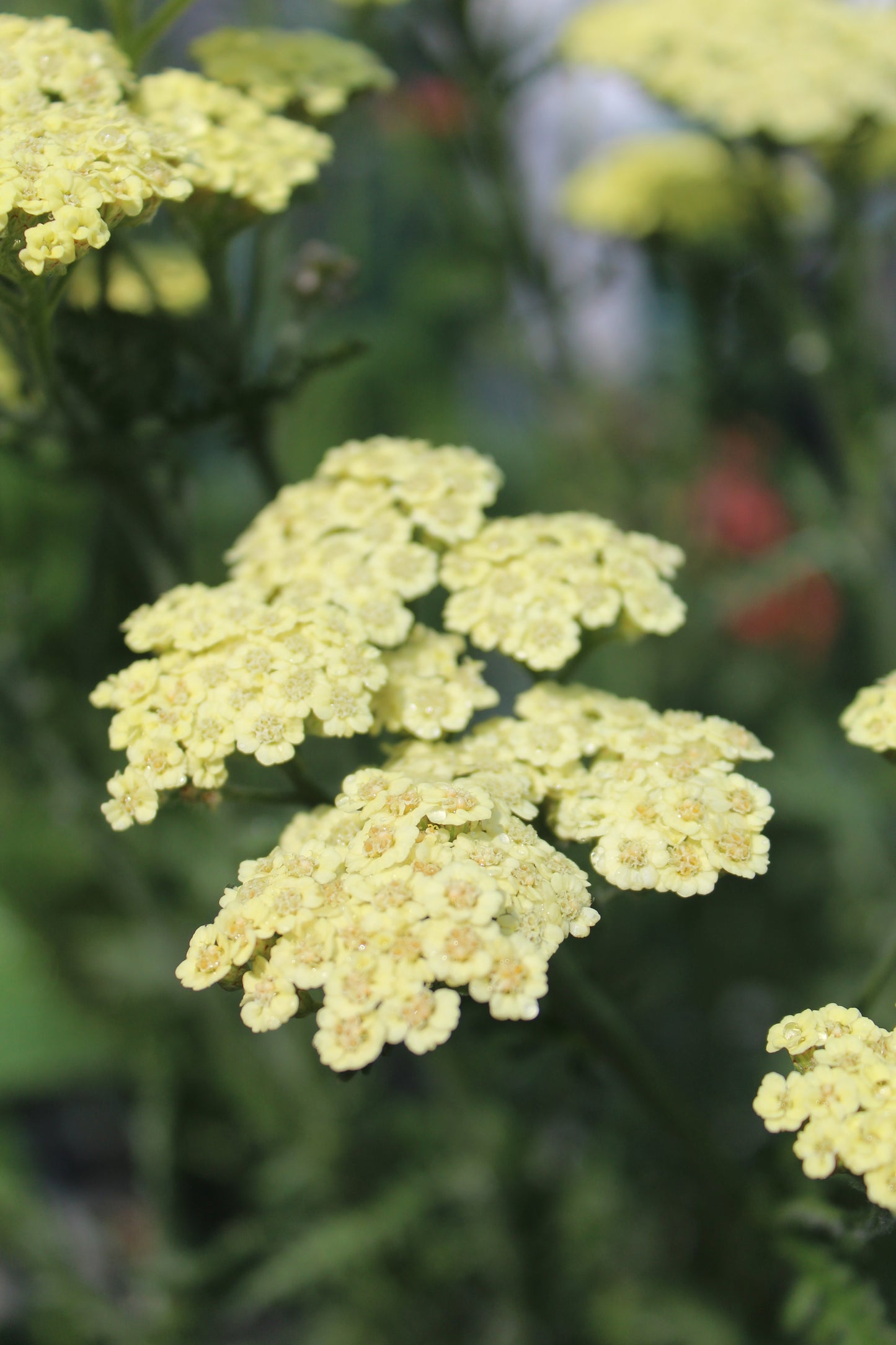 ACHILLEA Moon Dust 1g