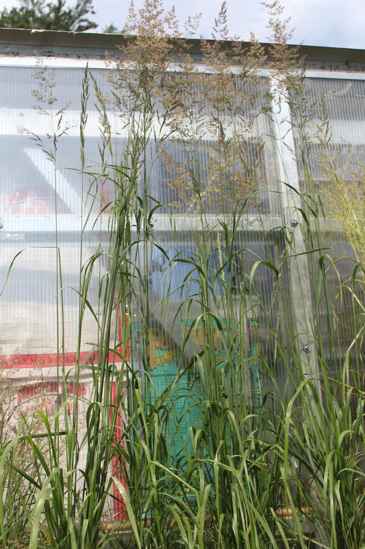 Calamagrostis Karl Foerster 1g