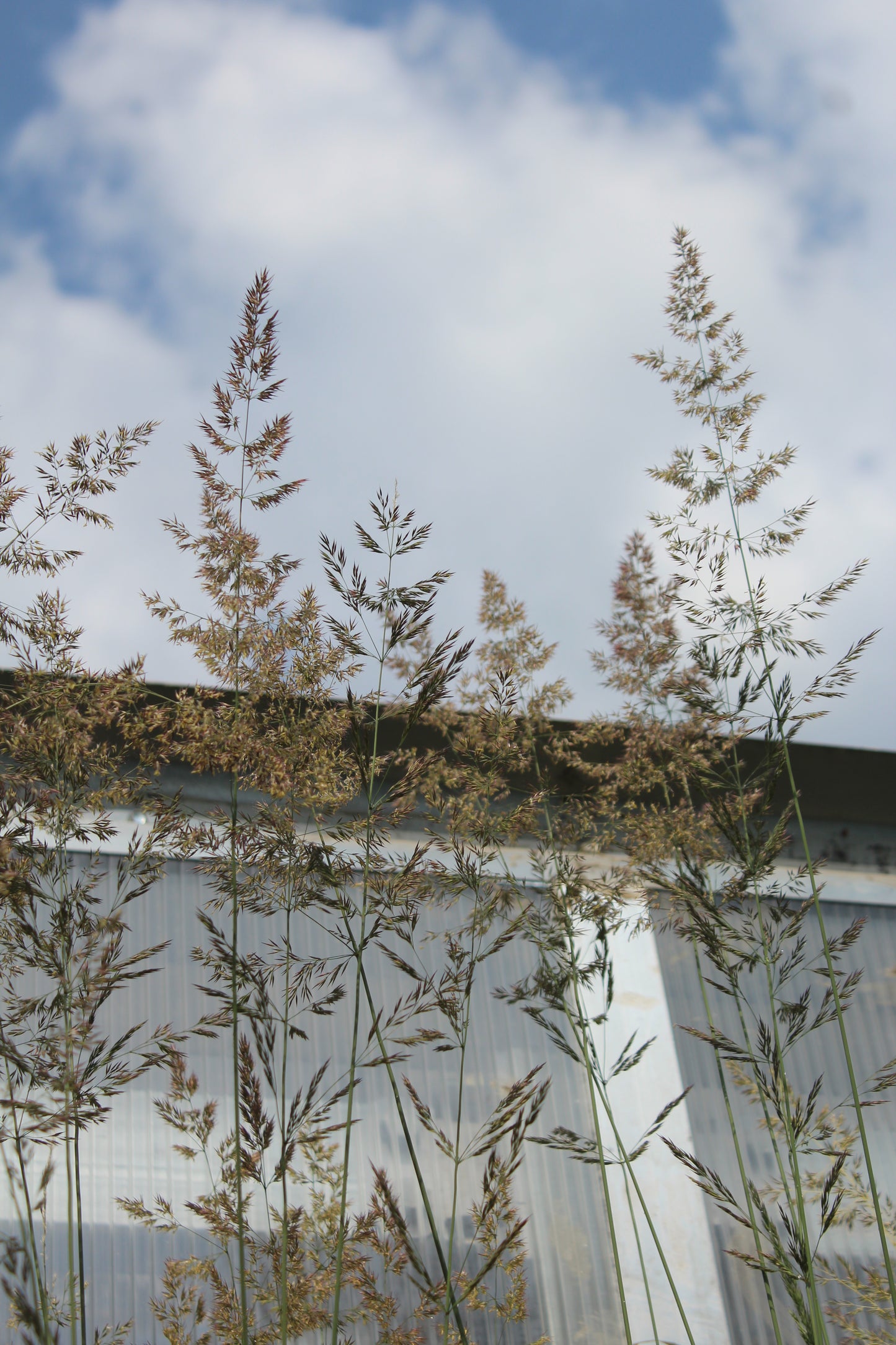 Calamagrostis Karl Foerster 1g