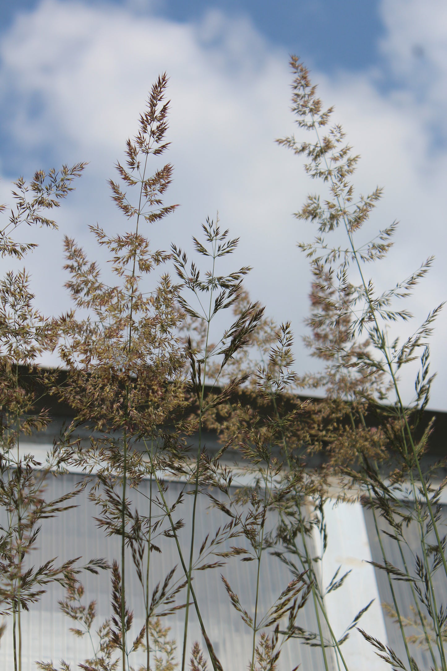 Calamagrostis Karl Foerster 1g
