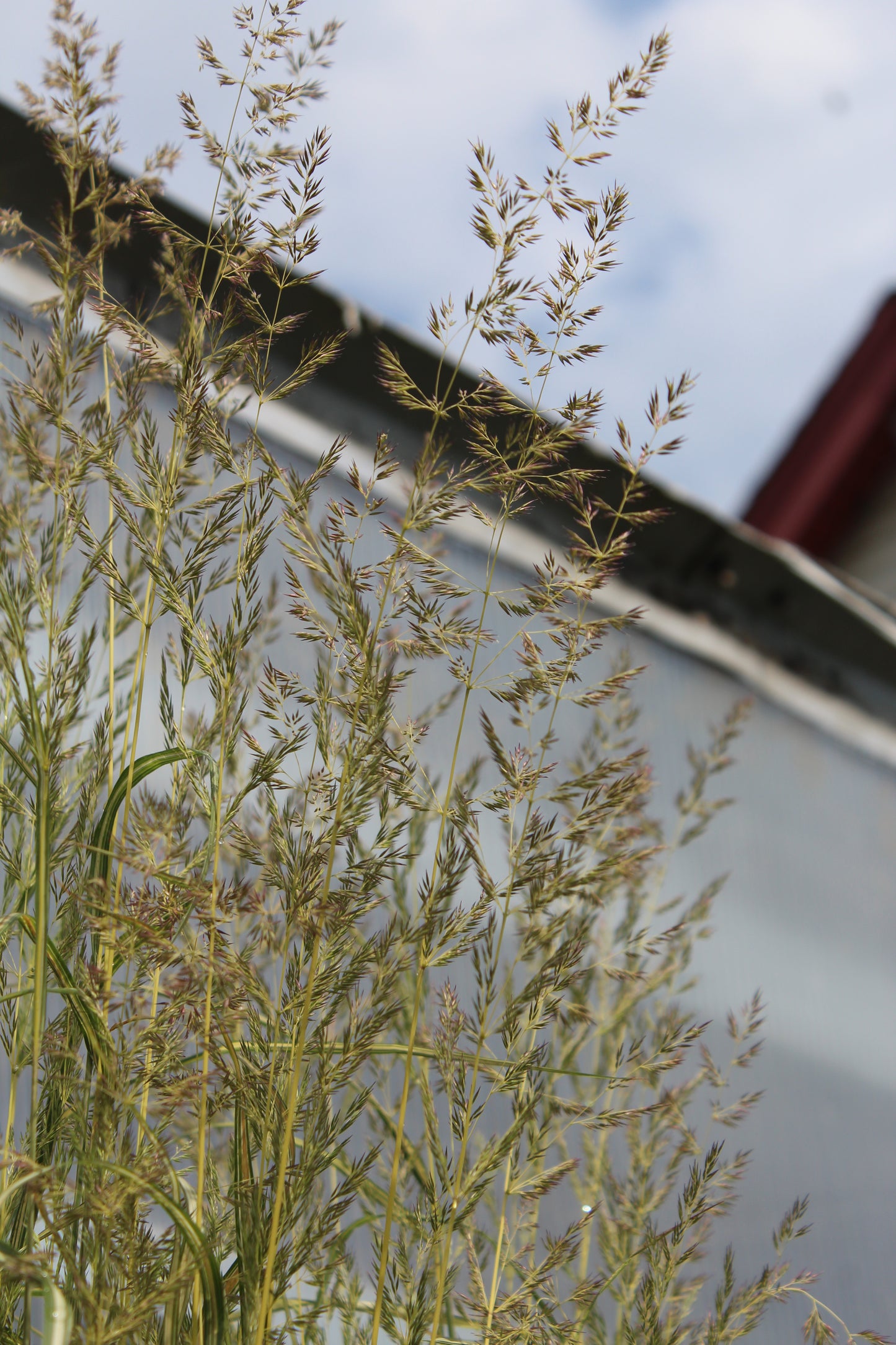 Calamagrostis Eldorado 1g