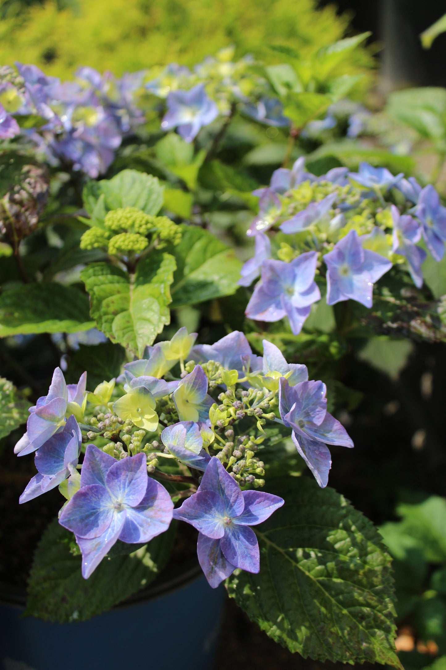 HYDRANGEA M `E.S.POP STAR 2g