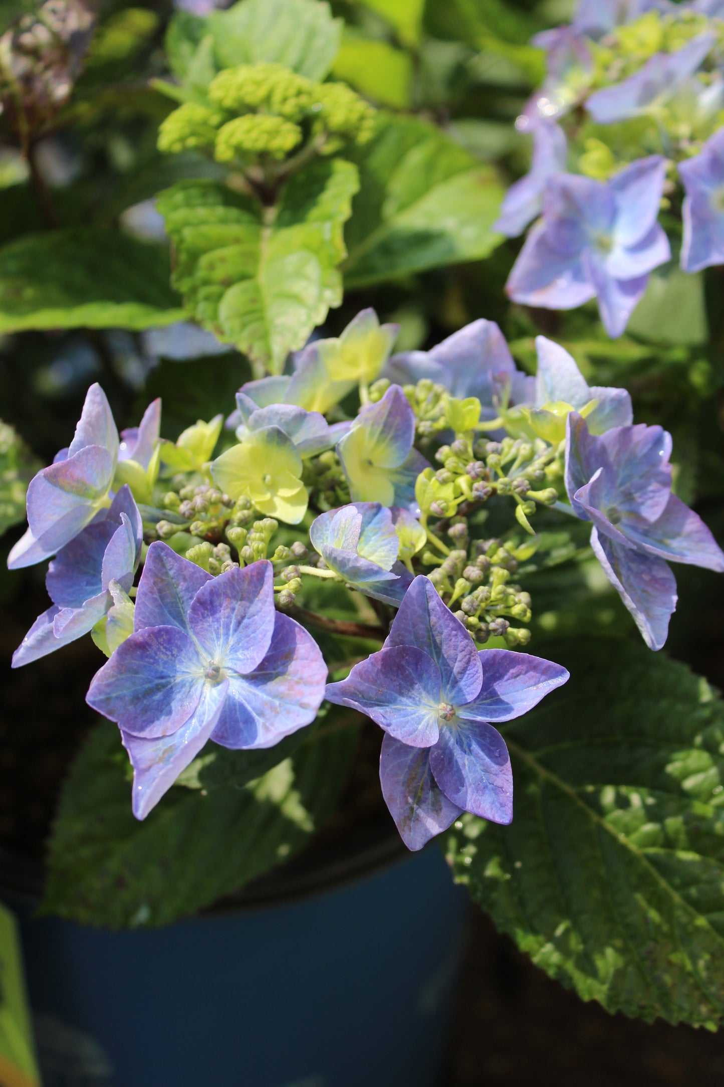 HYDRANGEA M `E.S.POP STAR 2g