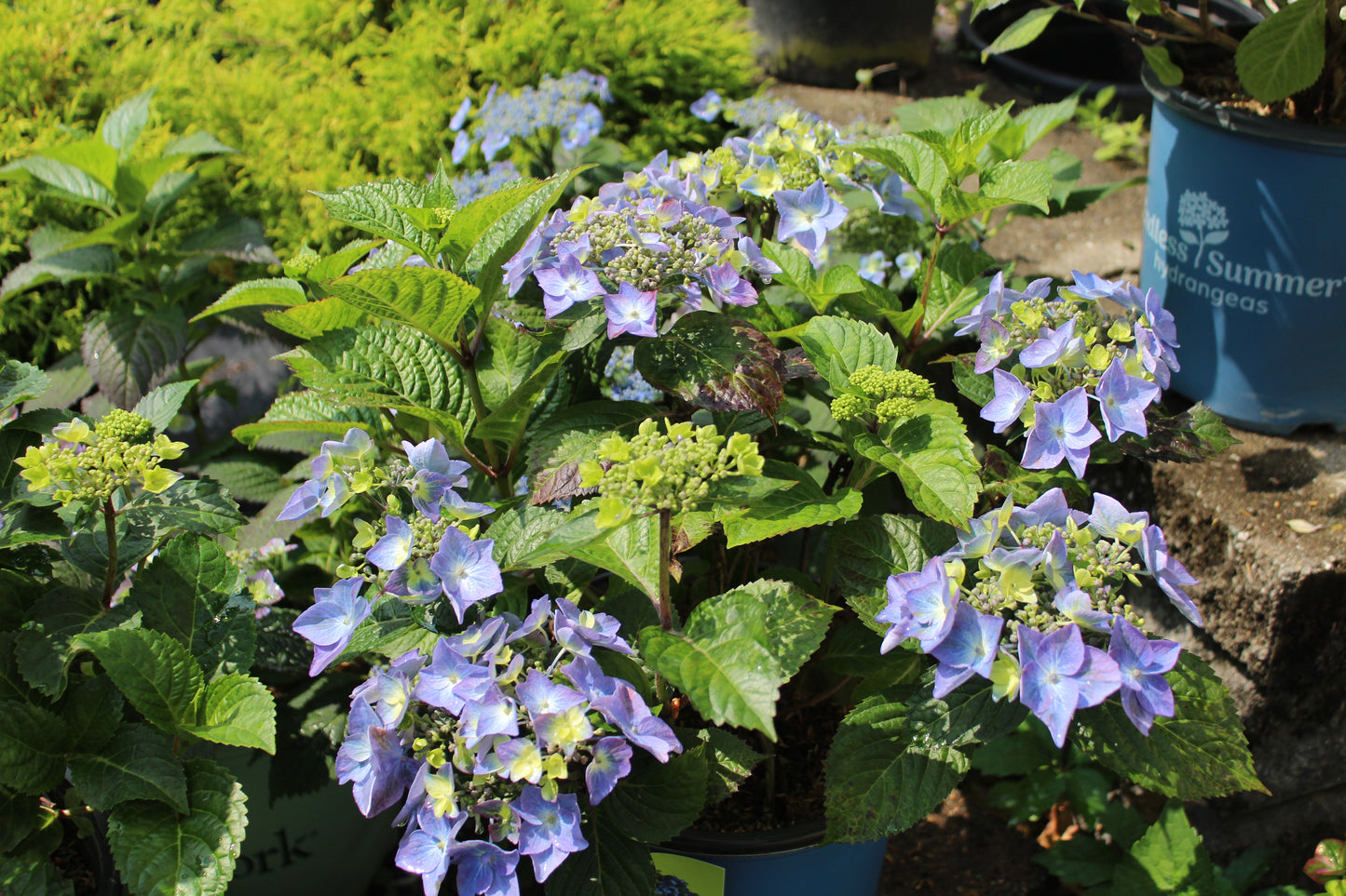 HYDRANGEA M `E.S.POP STAR 2g