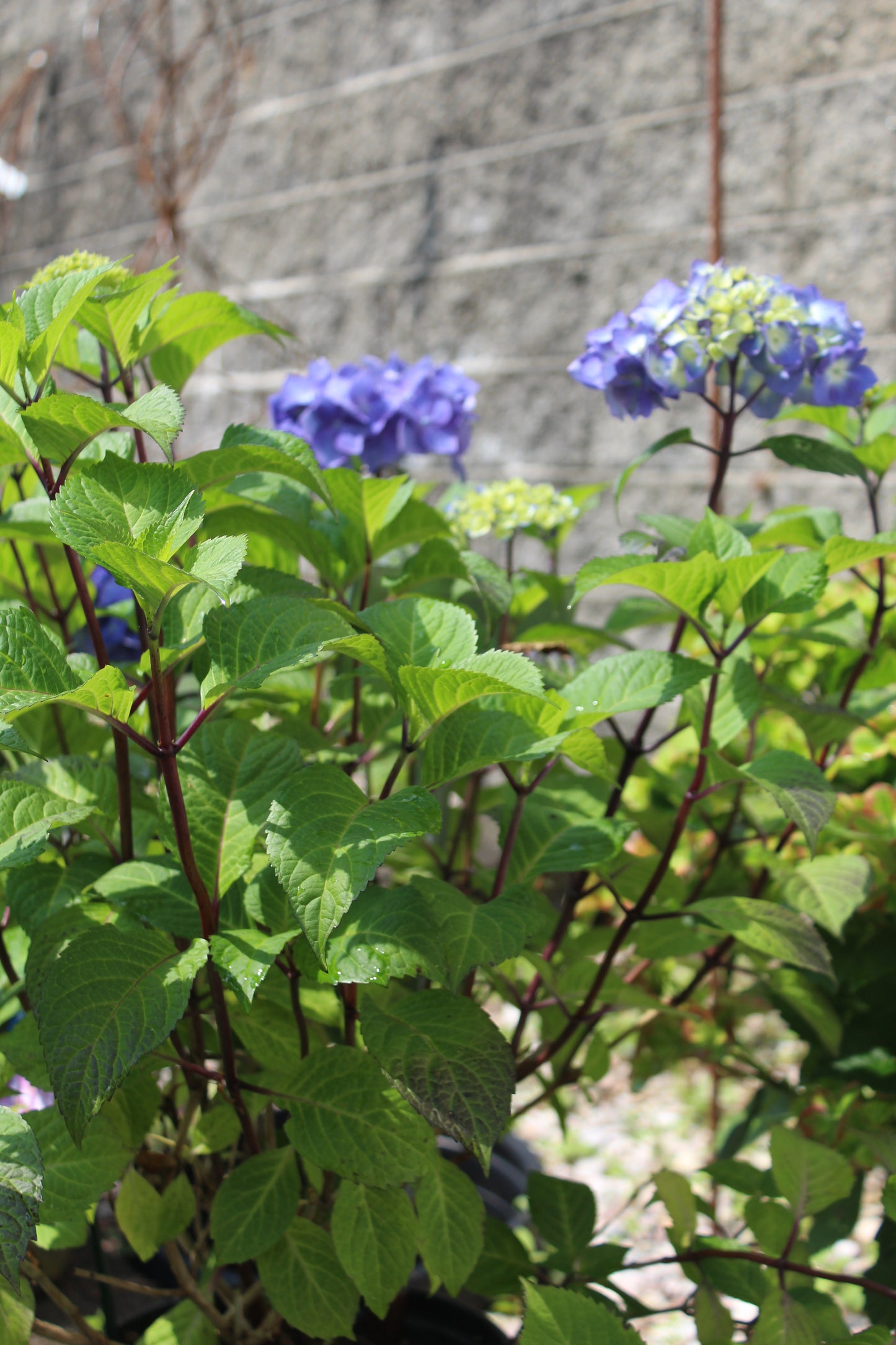 HYDRANGEA M `E.S.BLOOMSTRUCK 2g