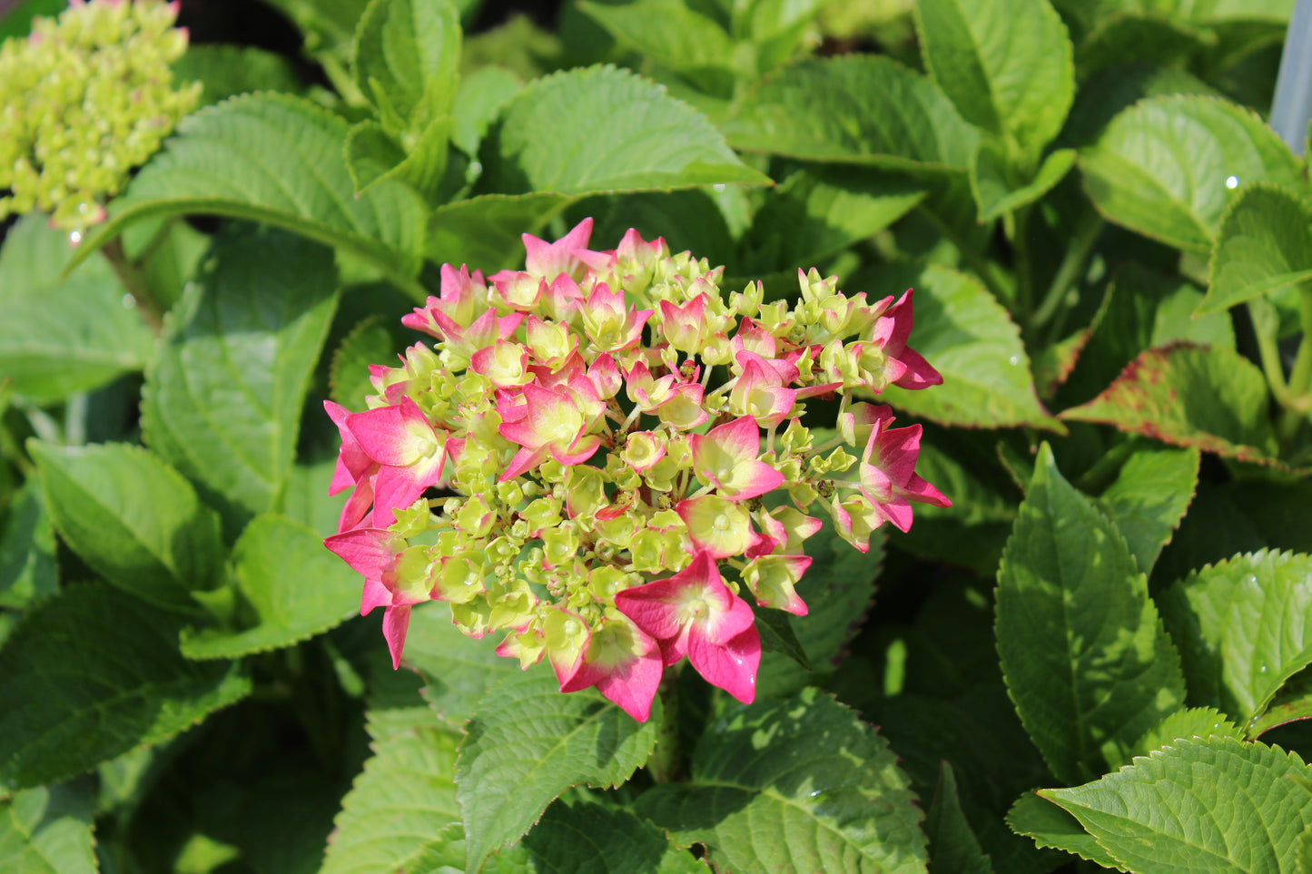 HYDRANGEA M E.S.SUMMER CRUSH 3g