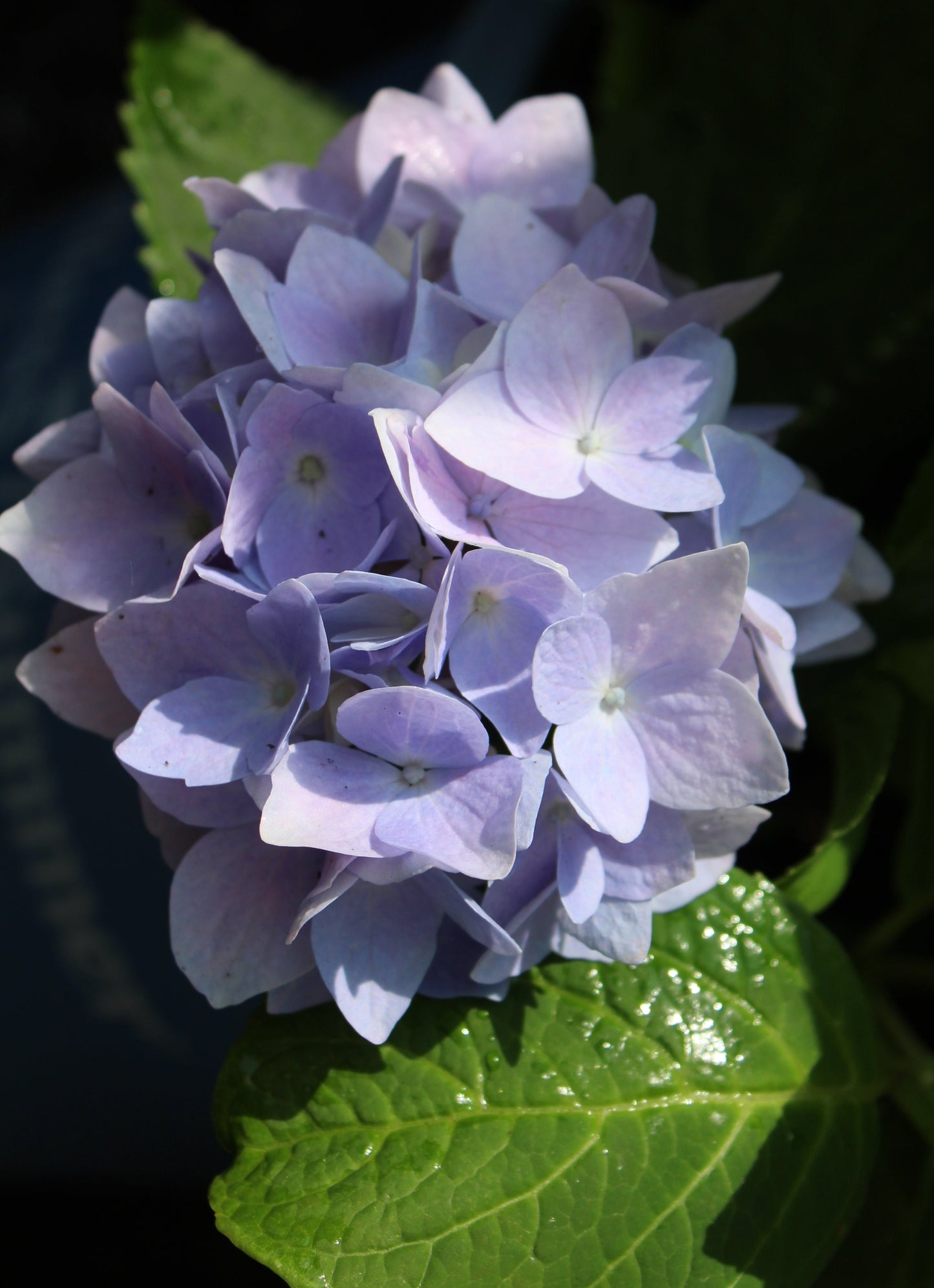 Hydrangea Endless Summer 2g