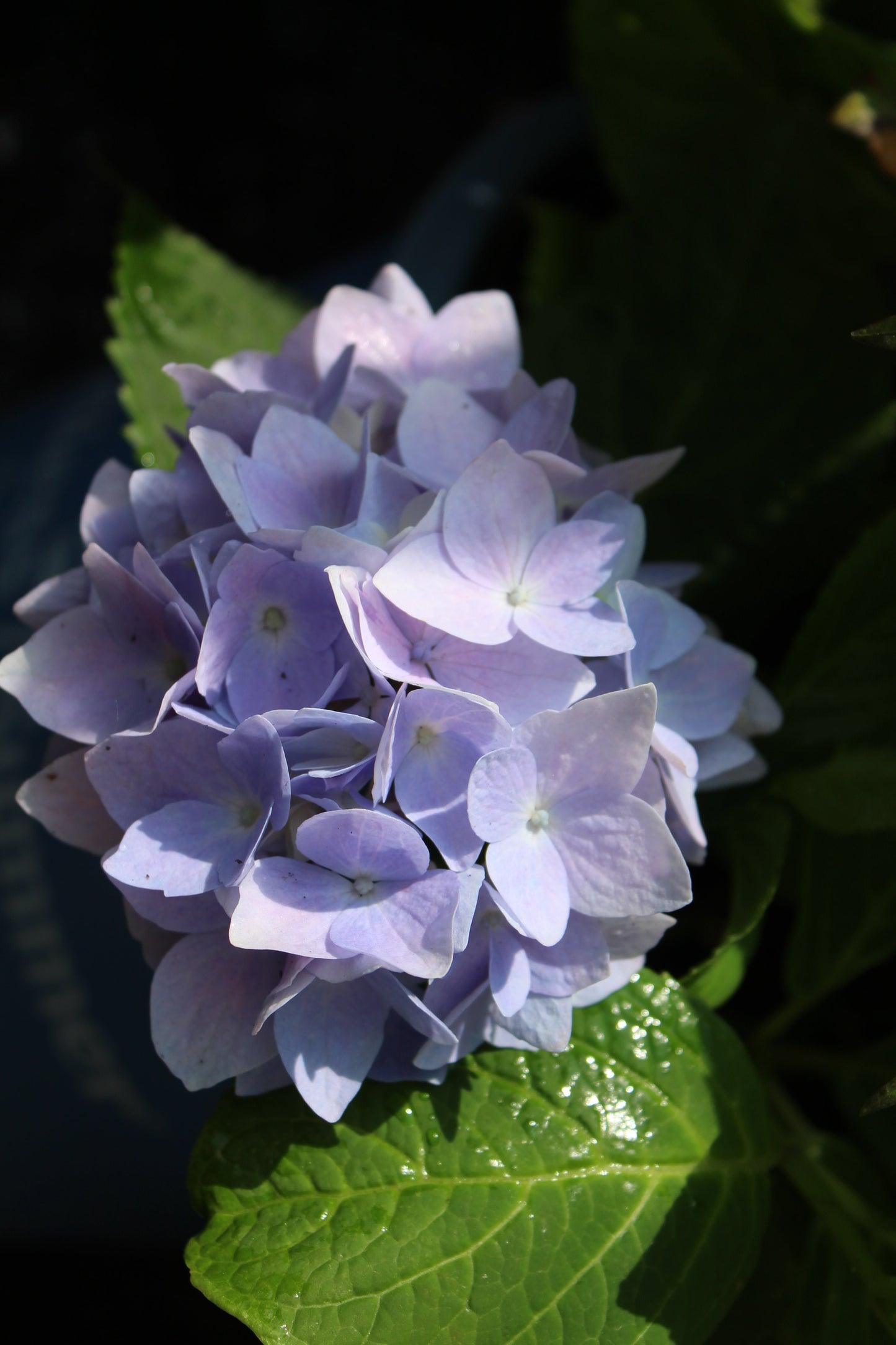HYDRANGEA ENDLESS SUMMER 3g