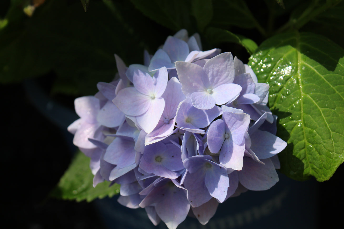HYDRANGEA ENDLESS SUMMER