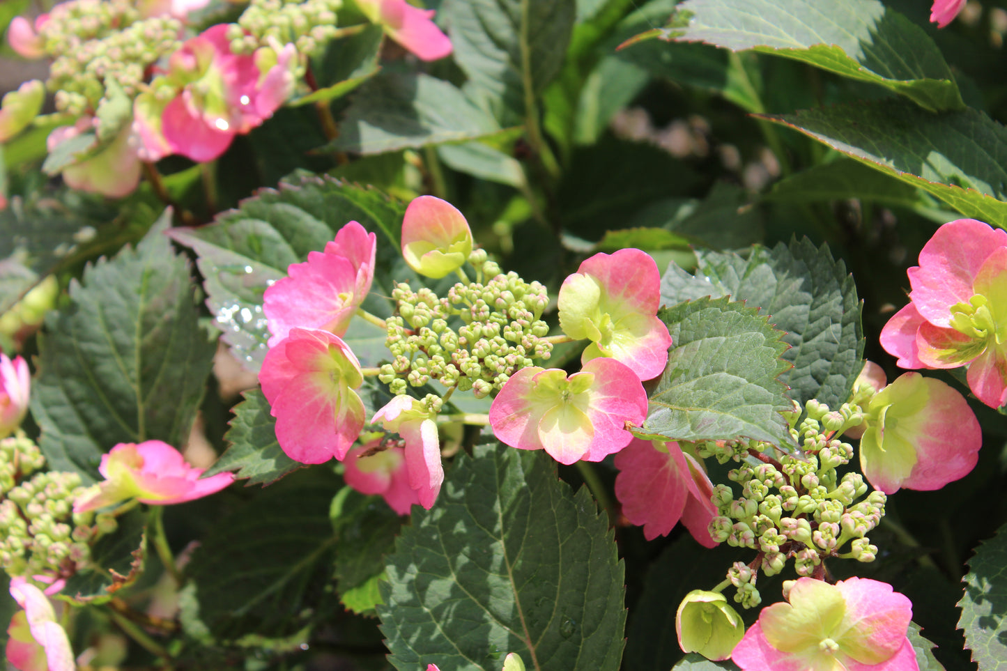 Hydrangea serrata Tuff Stuff 3 gal
