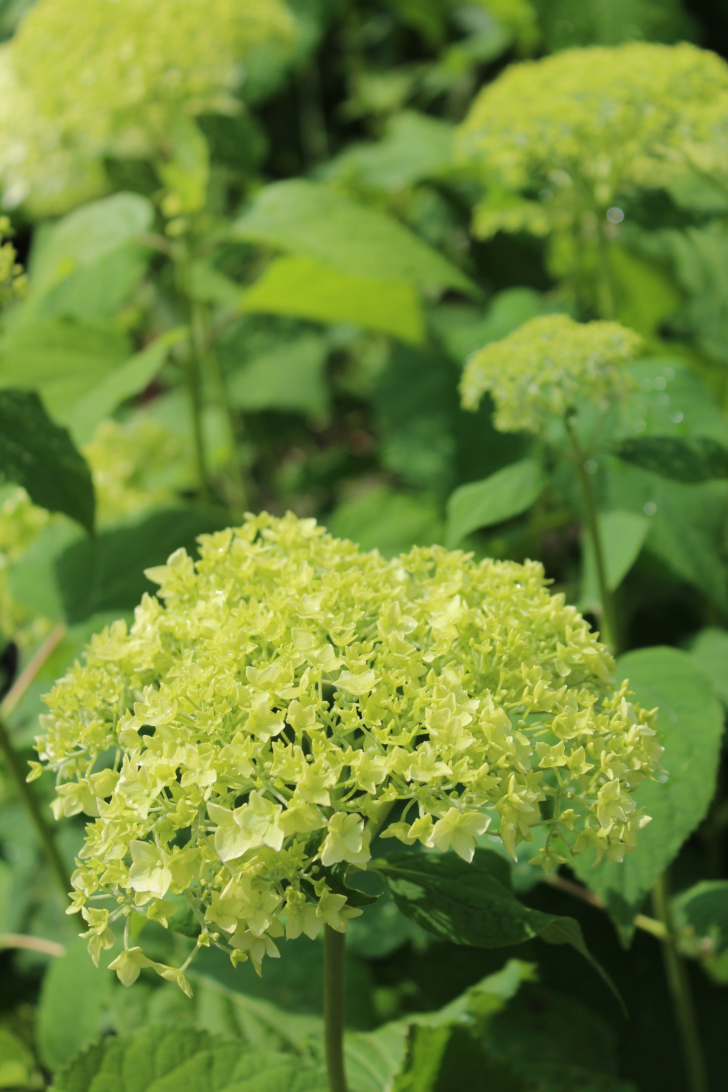 HYDRANGEA ARB. `ANNABELLE`