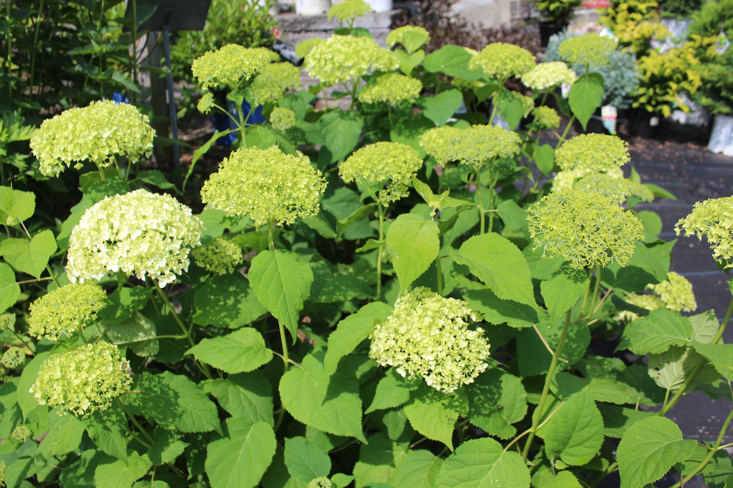 HYDRANGEA ARB. `ANNABELLE`
