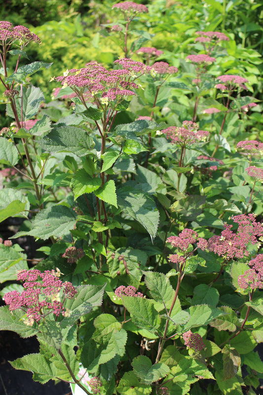 HYDRANGEA ARB. RAD INVINCIBELLE `LACE 3g