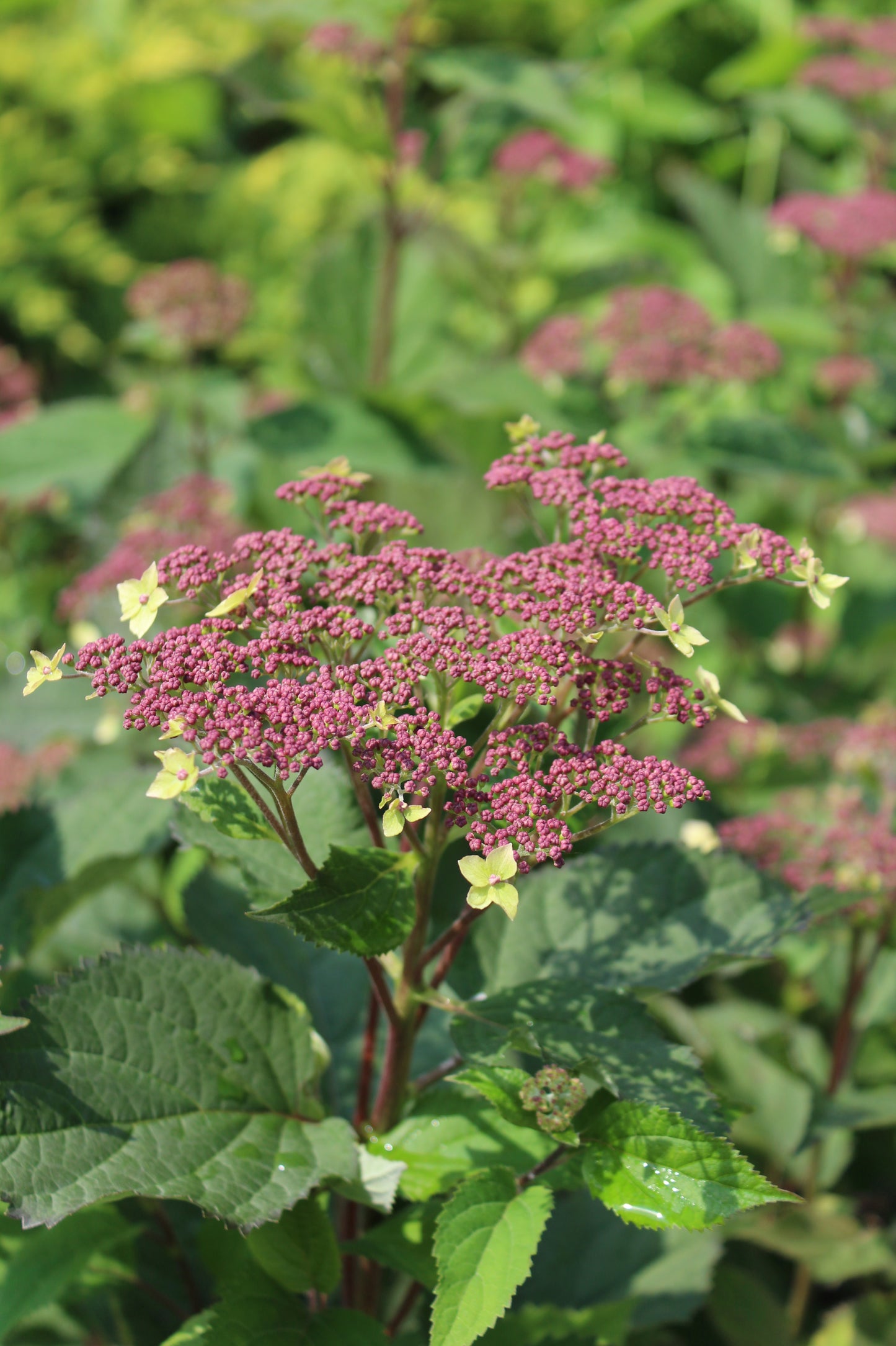 HYDRANGEA ARB. RAD INVINCIBELLE `LACE 3g