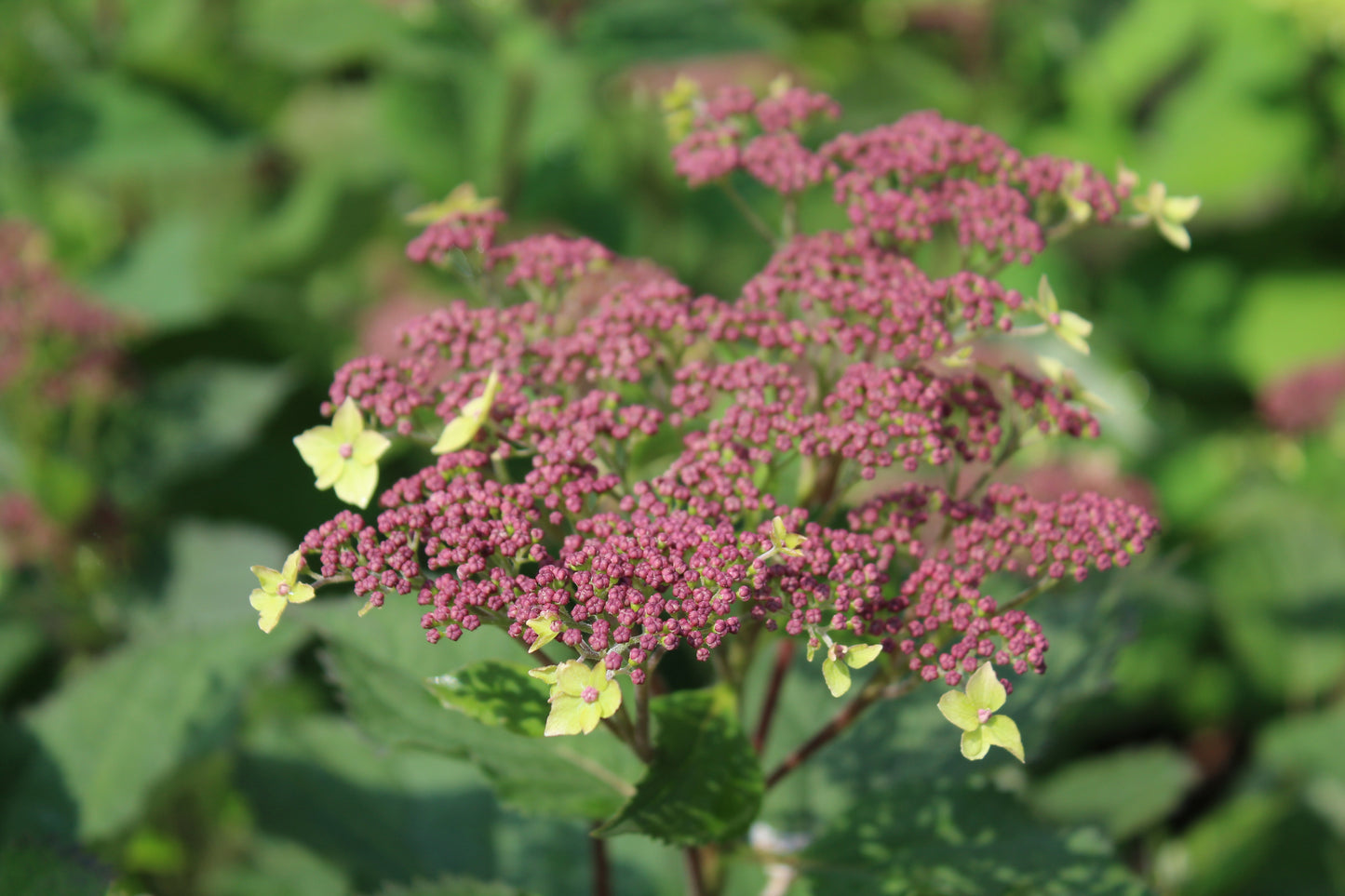 HYDRANGEA ARB. RAD INVINCIBELLE `LACE 3g