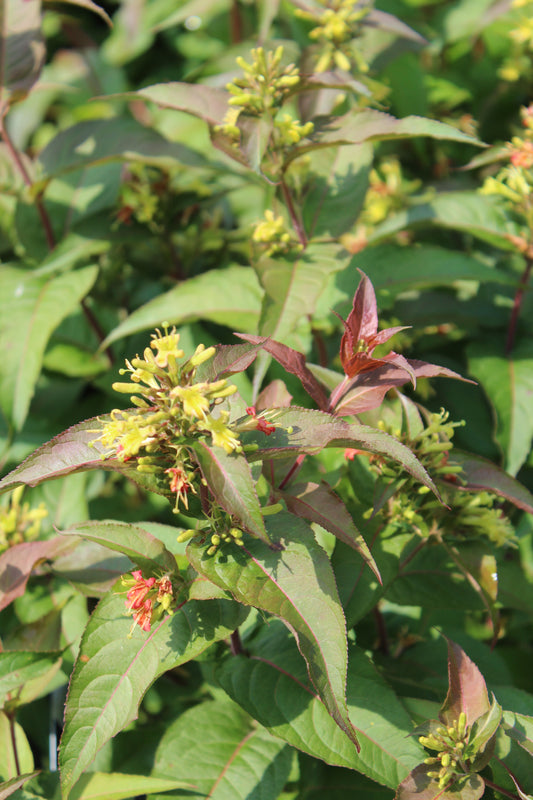 DIERVILLA RIVULARIS `RU-BEE WREN 3g