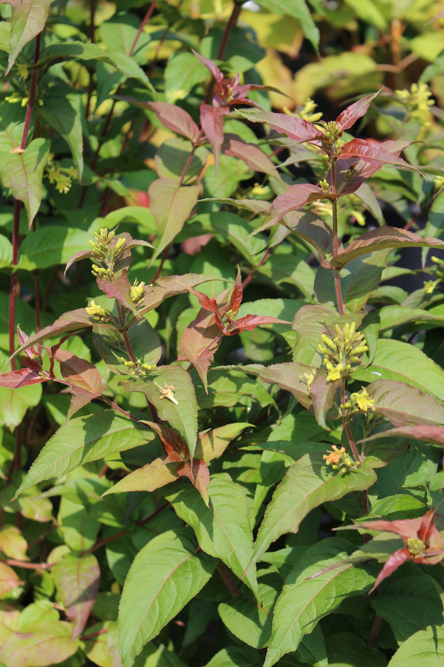 DIERVILLA RIVULARIS `RU-BEE WREN 3g