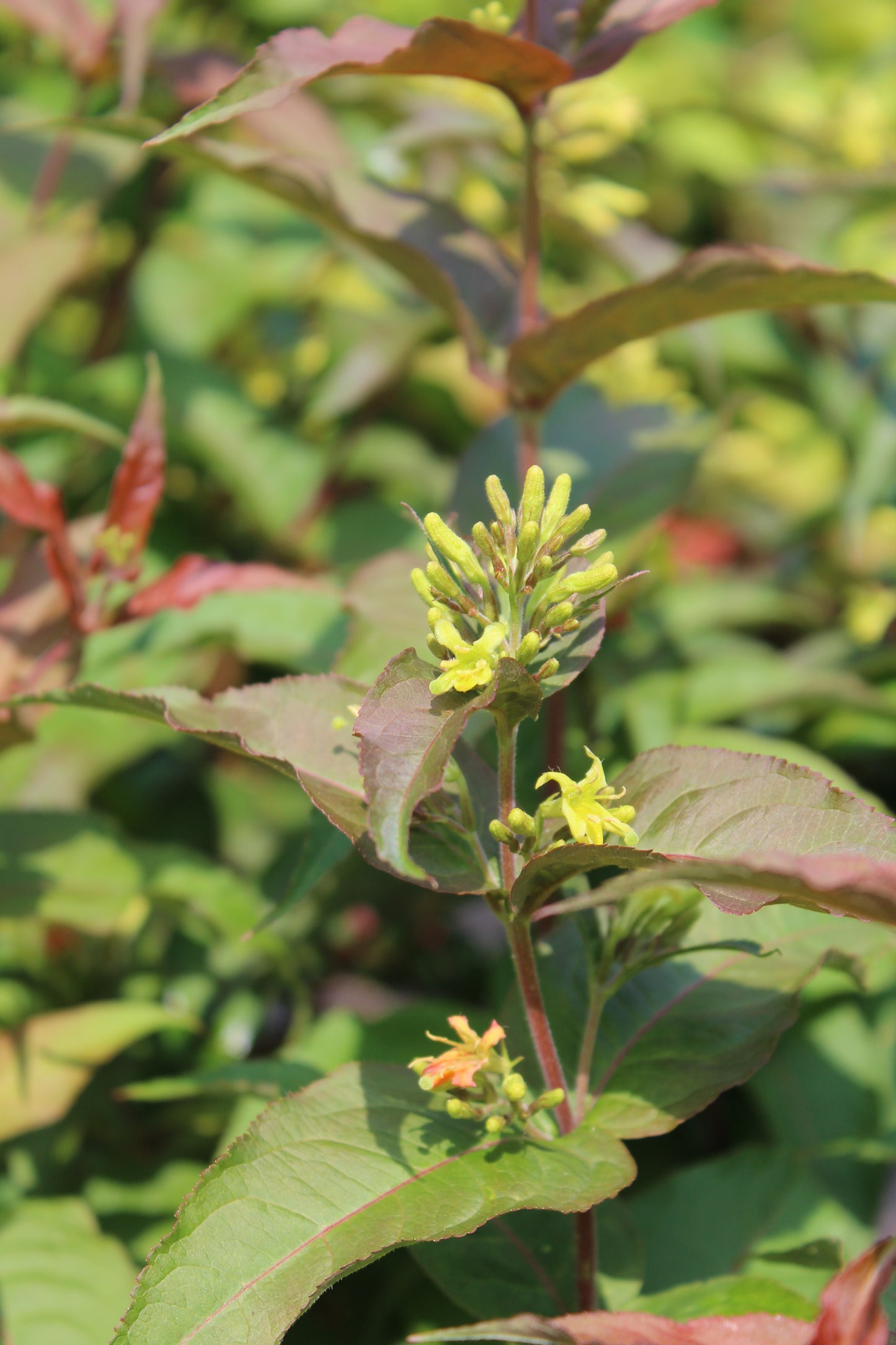 DIERVILLA RIVULARIS `RU-BEE WREN 3g