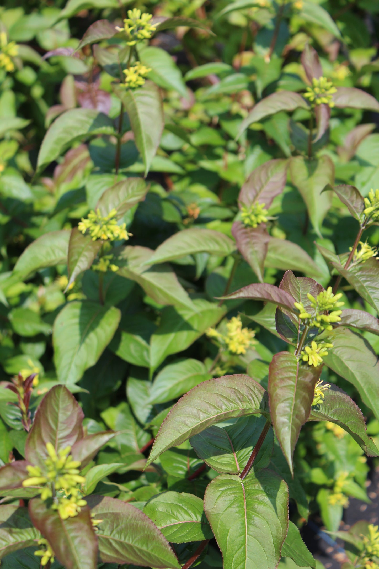 Diervilla Kodiak Blk Bush Honeysuckle 3g