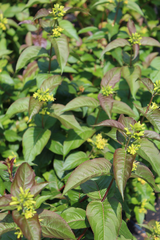 Diervilla Kodiak Blk Bush Honeysuckle 3g