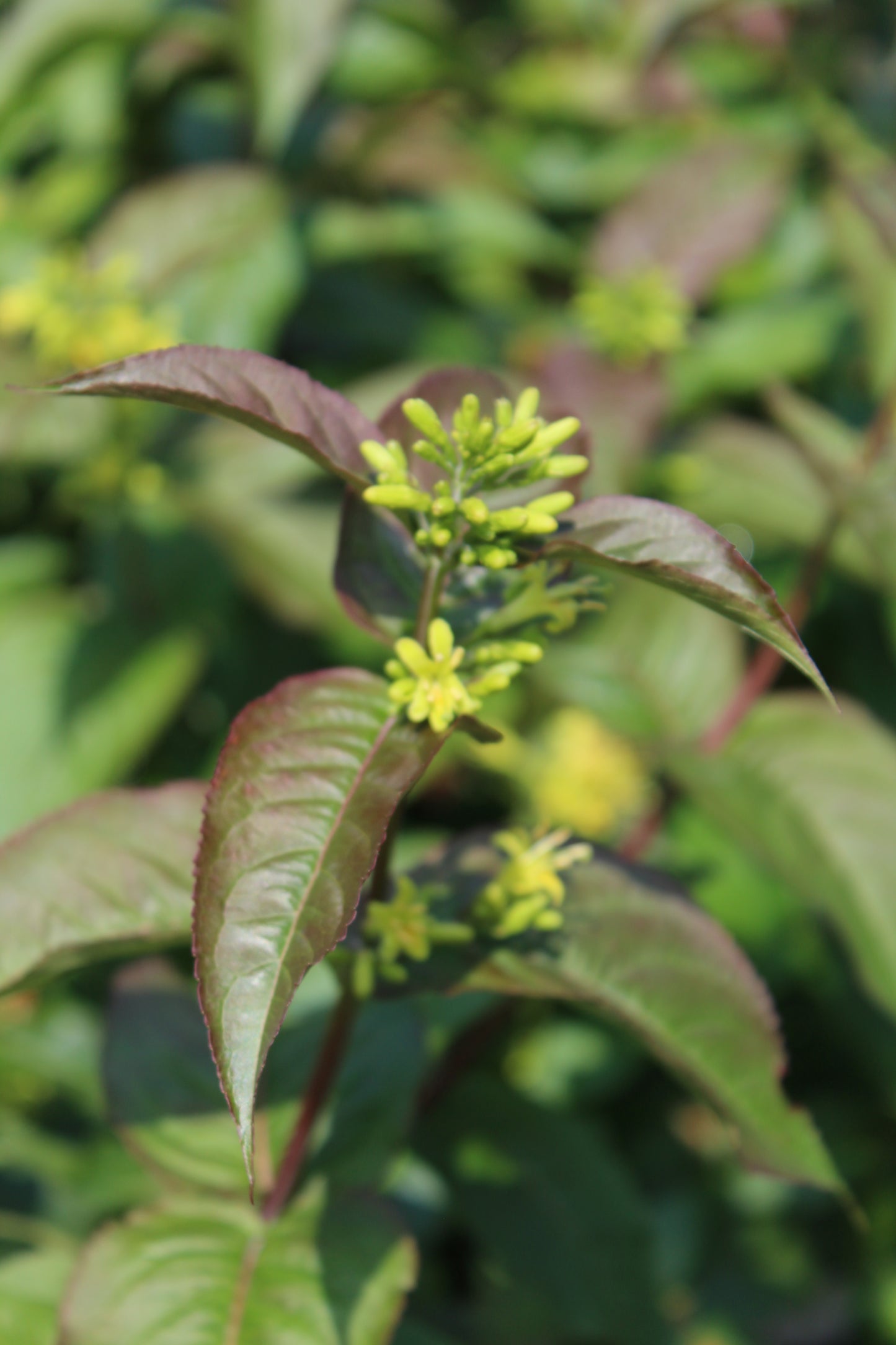 Diervilla Kodiak Blk Bush Honeysuckle 3g