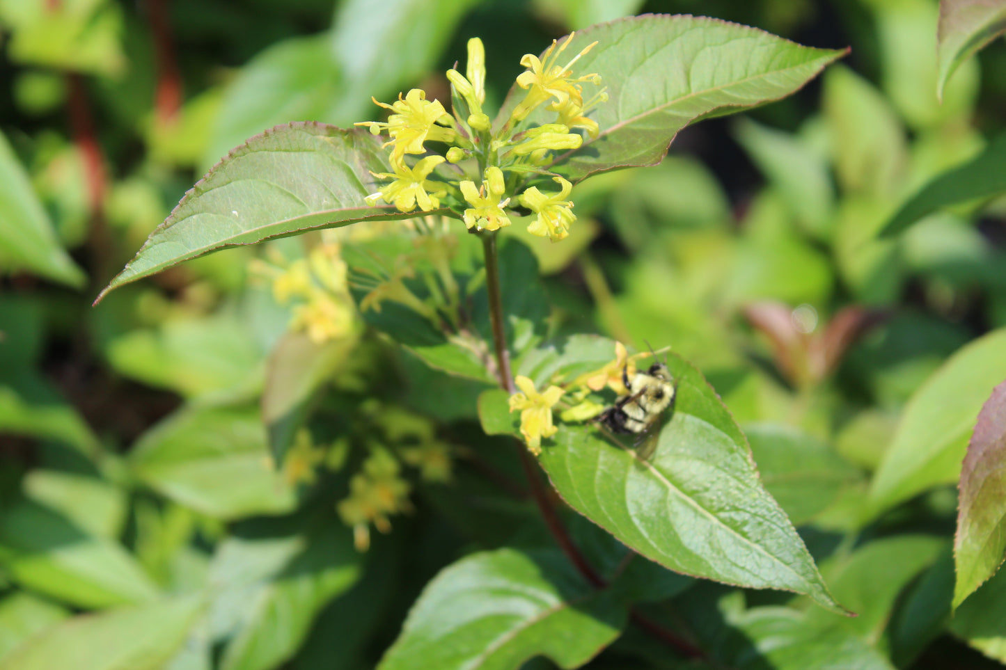 Diervilla Kodiak Blk Bush Honeysuckle 3g