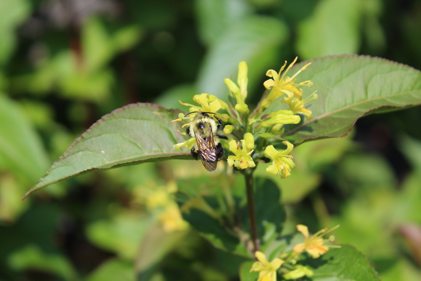 Diervilla Kodiak Blk Bush Honeysuckle 3g