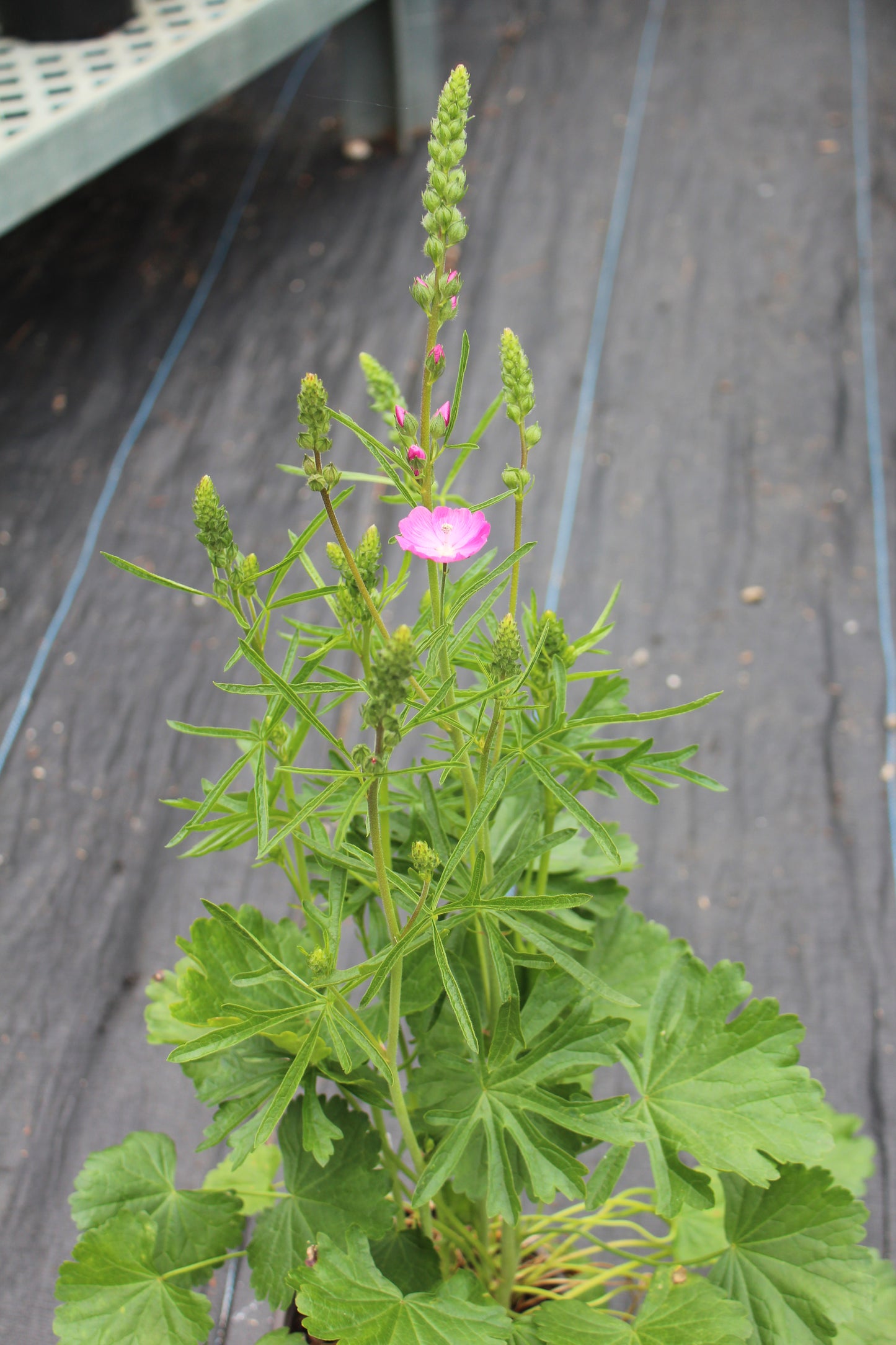 SIDALCEA Candy Girl 1g