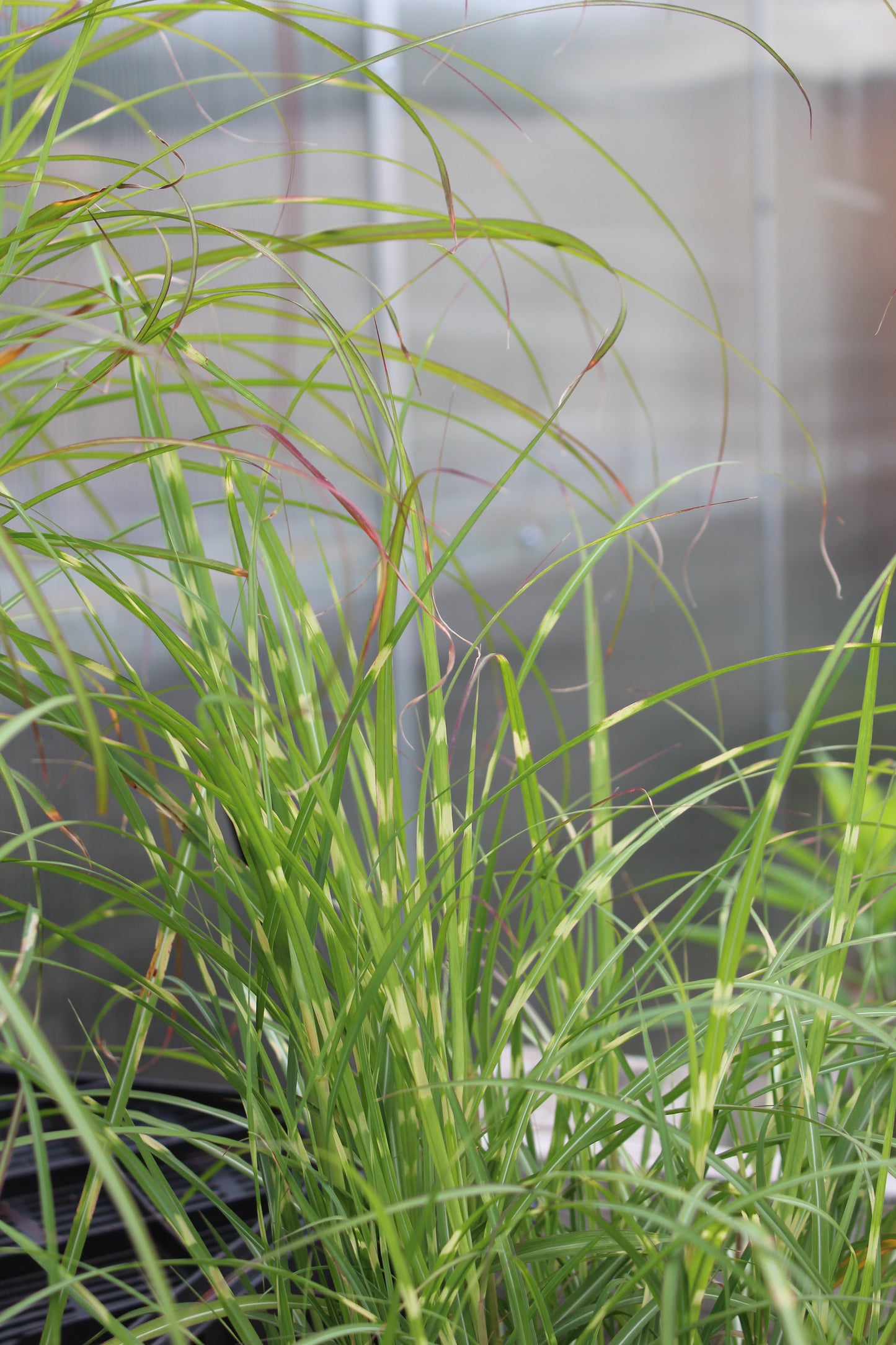 Miscanthus Little Zebra