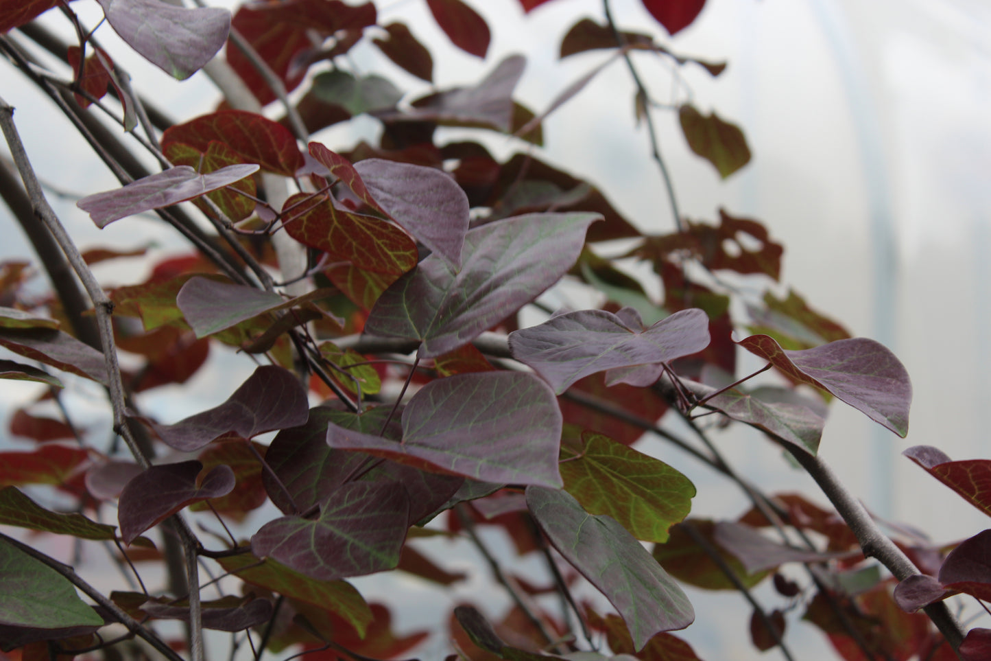 Cercis Ruby Falls 15g