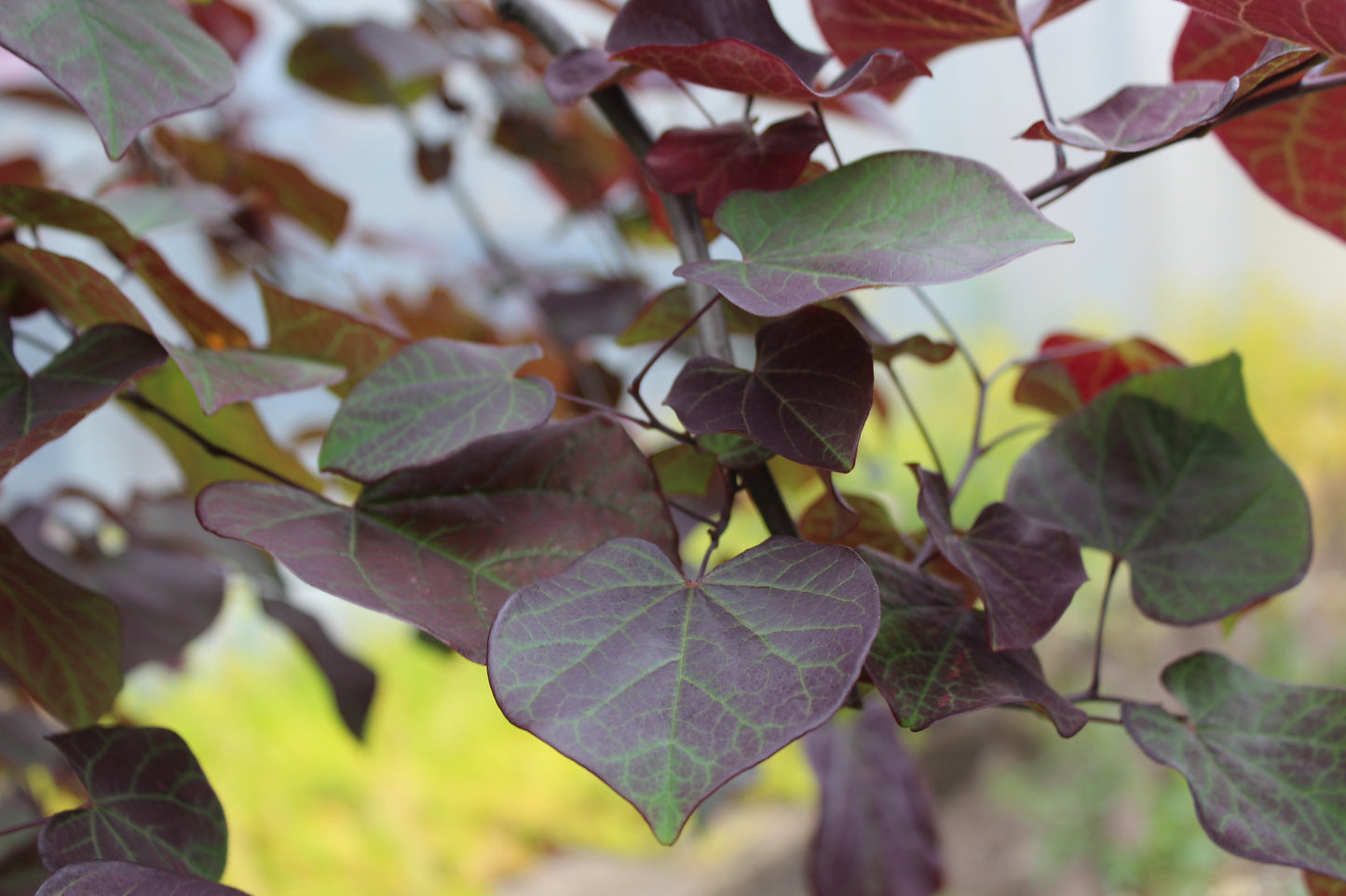 Cercis ruby falls 5-6ft B&B