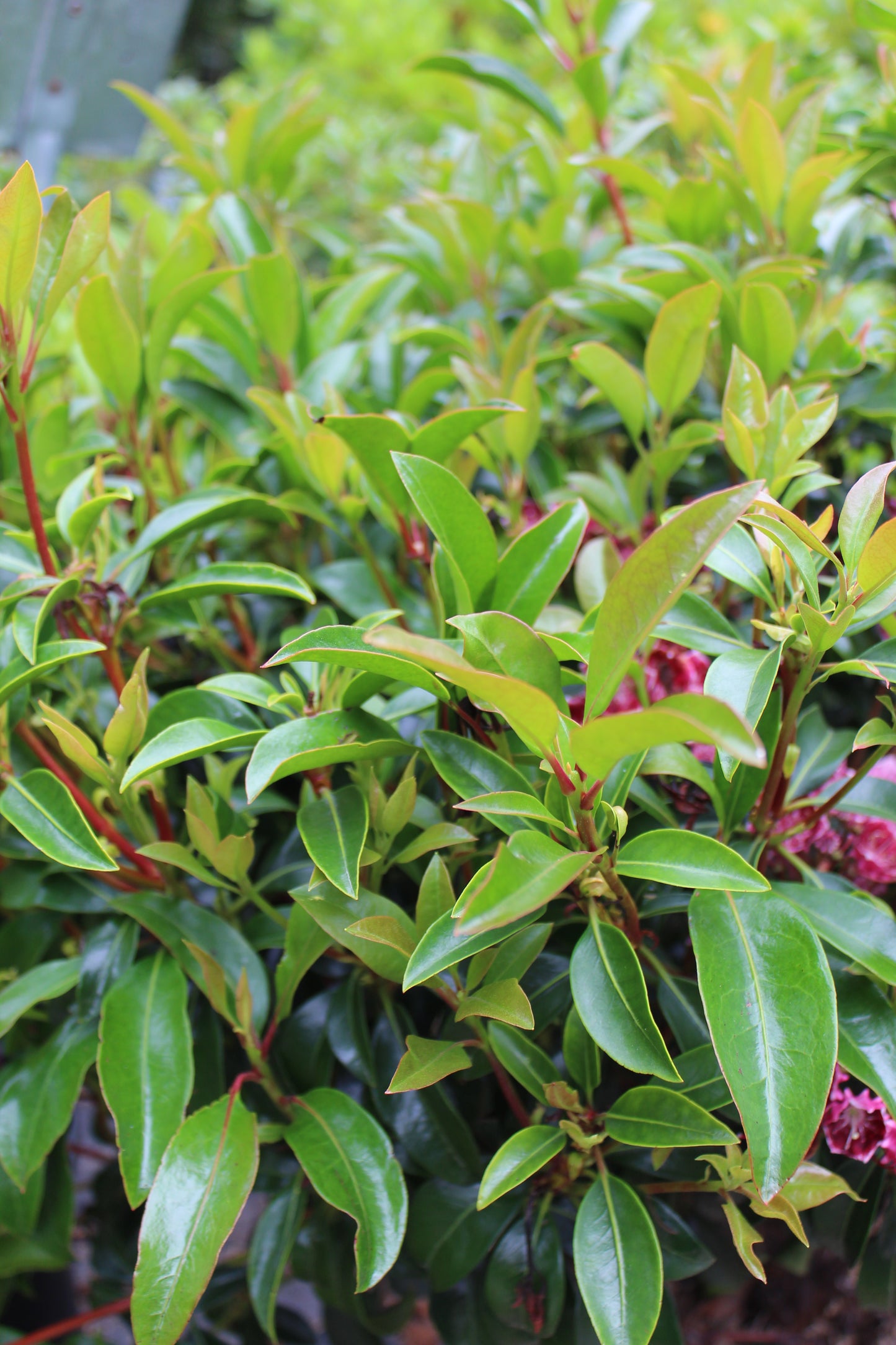 Kalmia latifolia Keepsake 3g