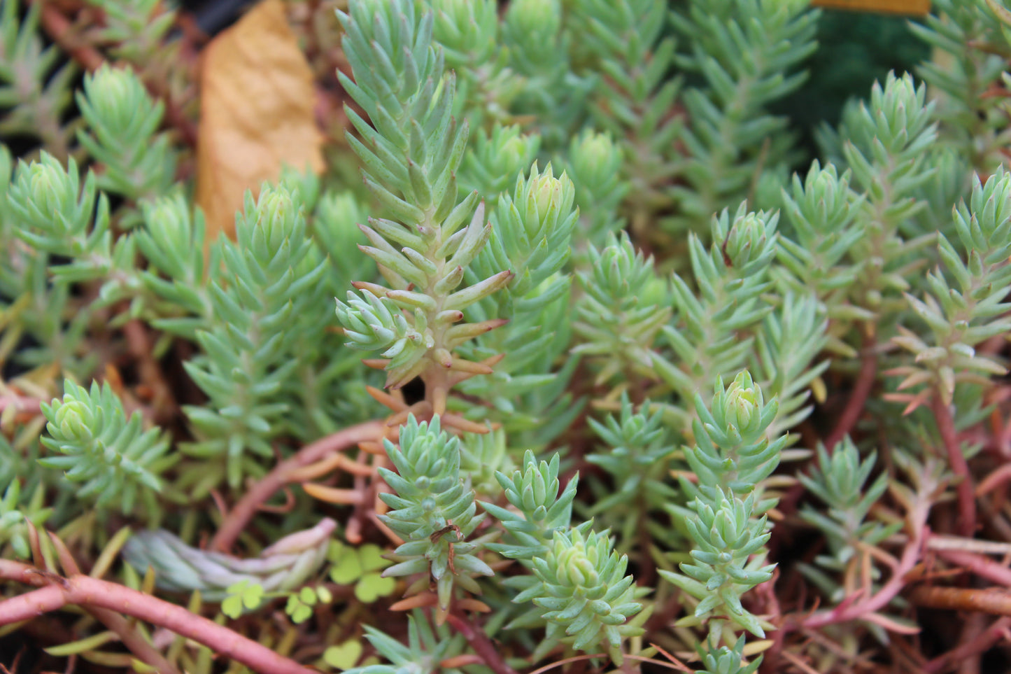 sedum blue spruce 1g