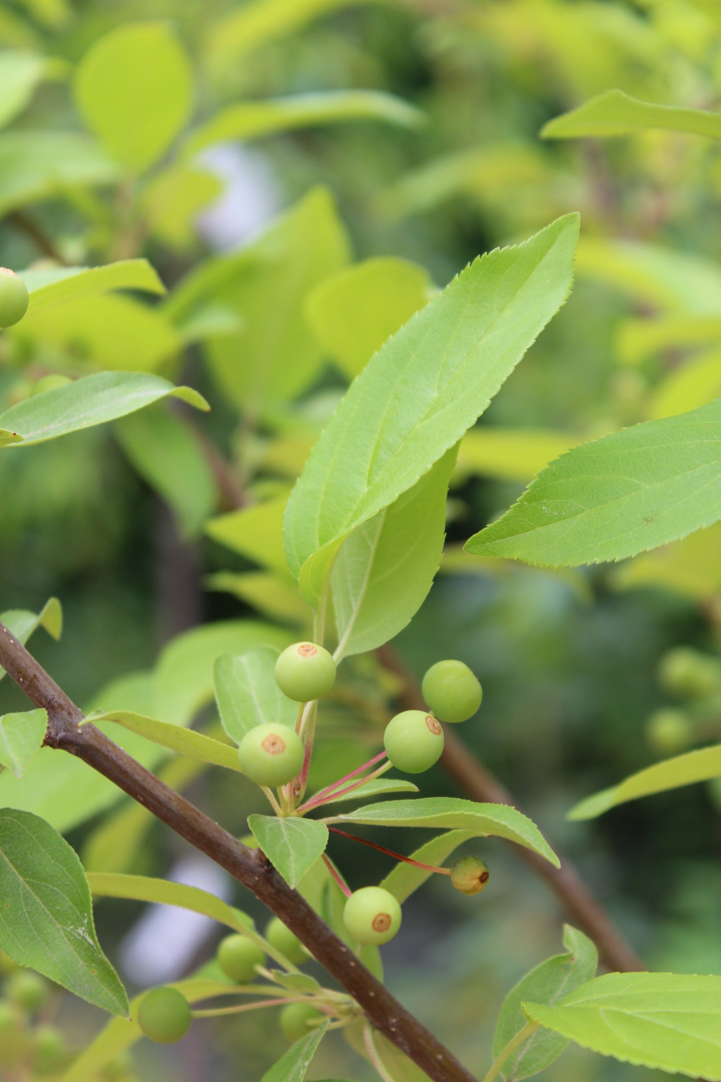 Malus Snowdrift (crabapple) 7g