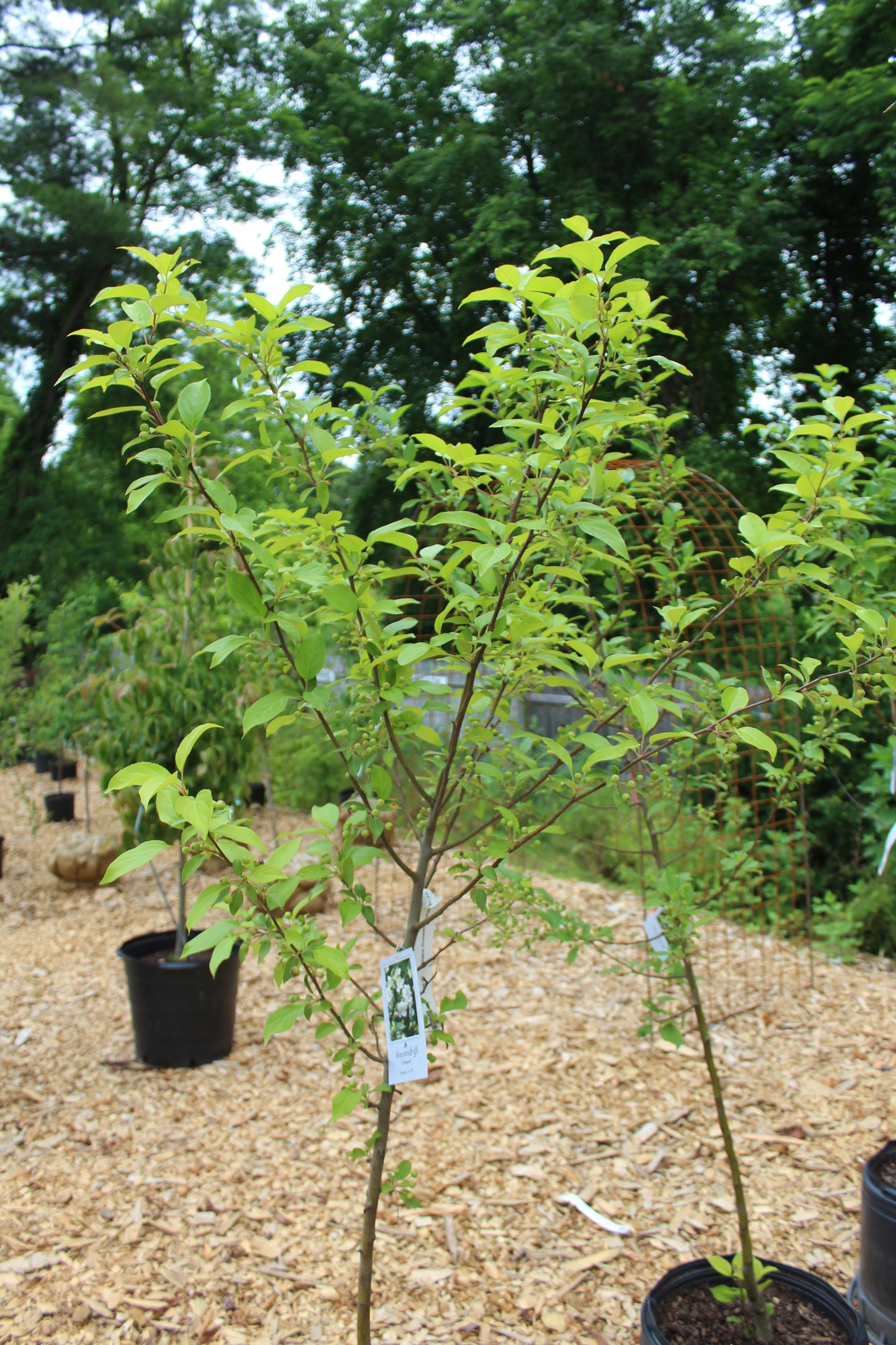 Malus Snowdrift (crabapple) 7g