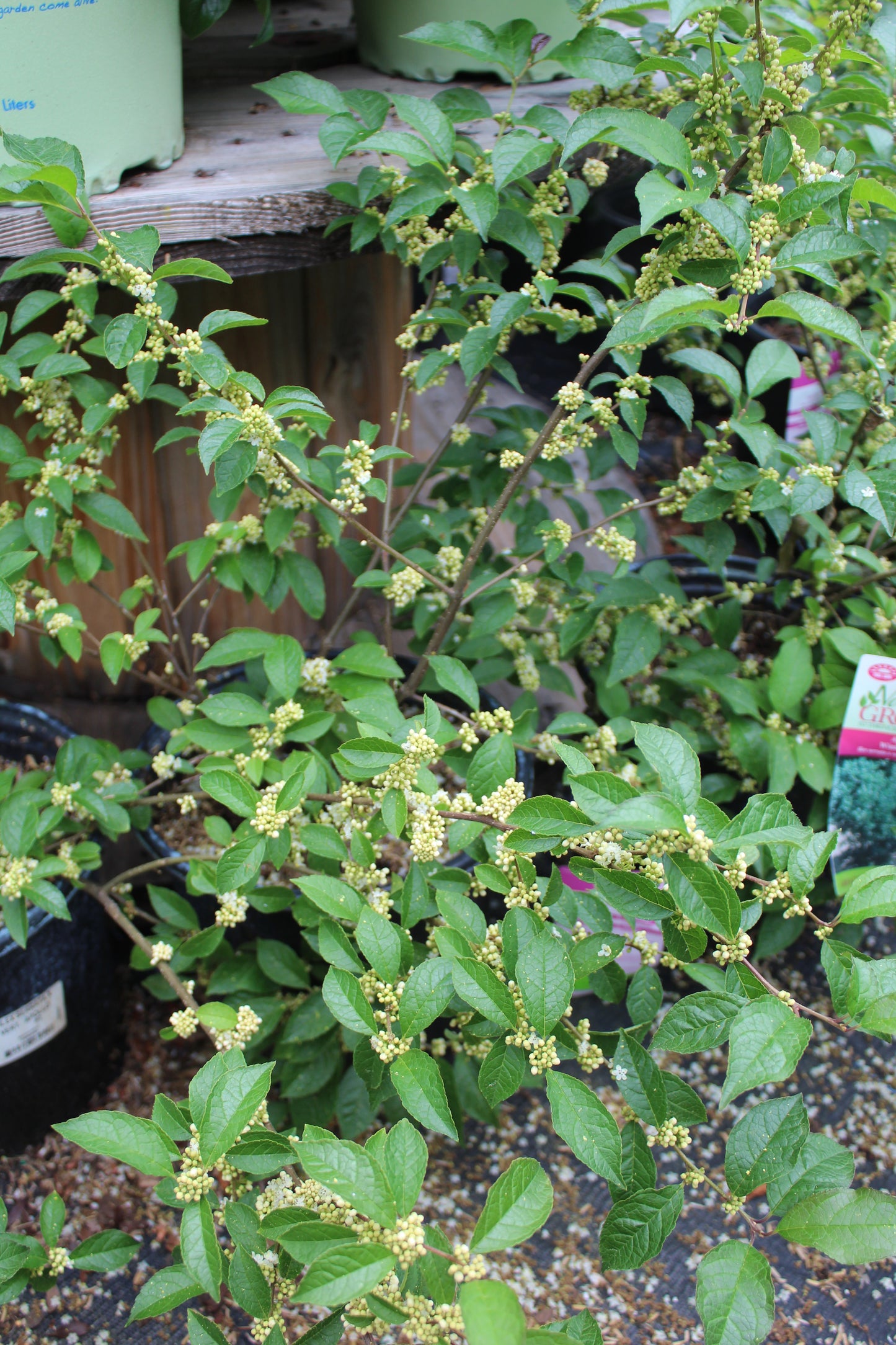 Ilex Vert Apollo 3g