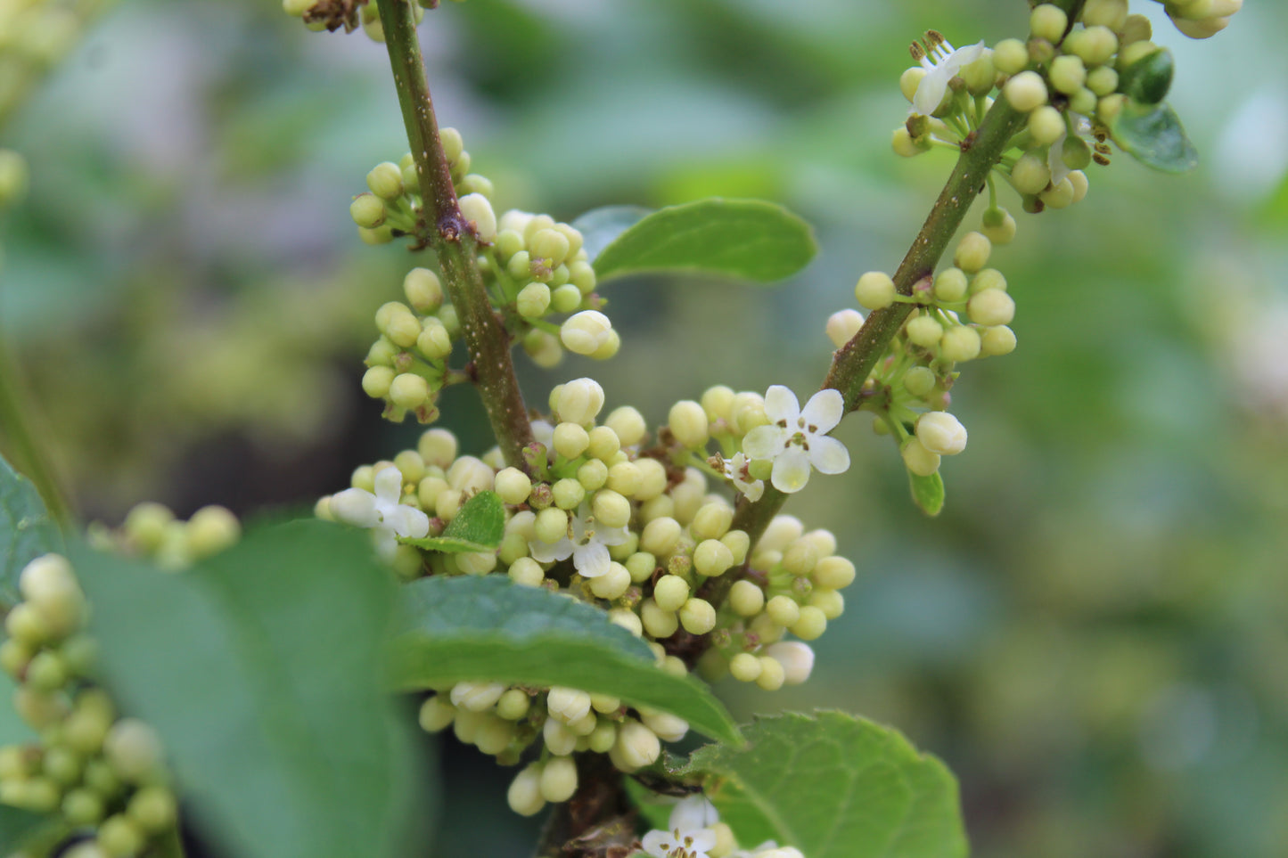 Ilex Vert Apollo 3g