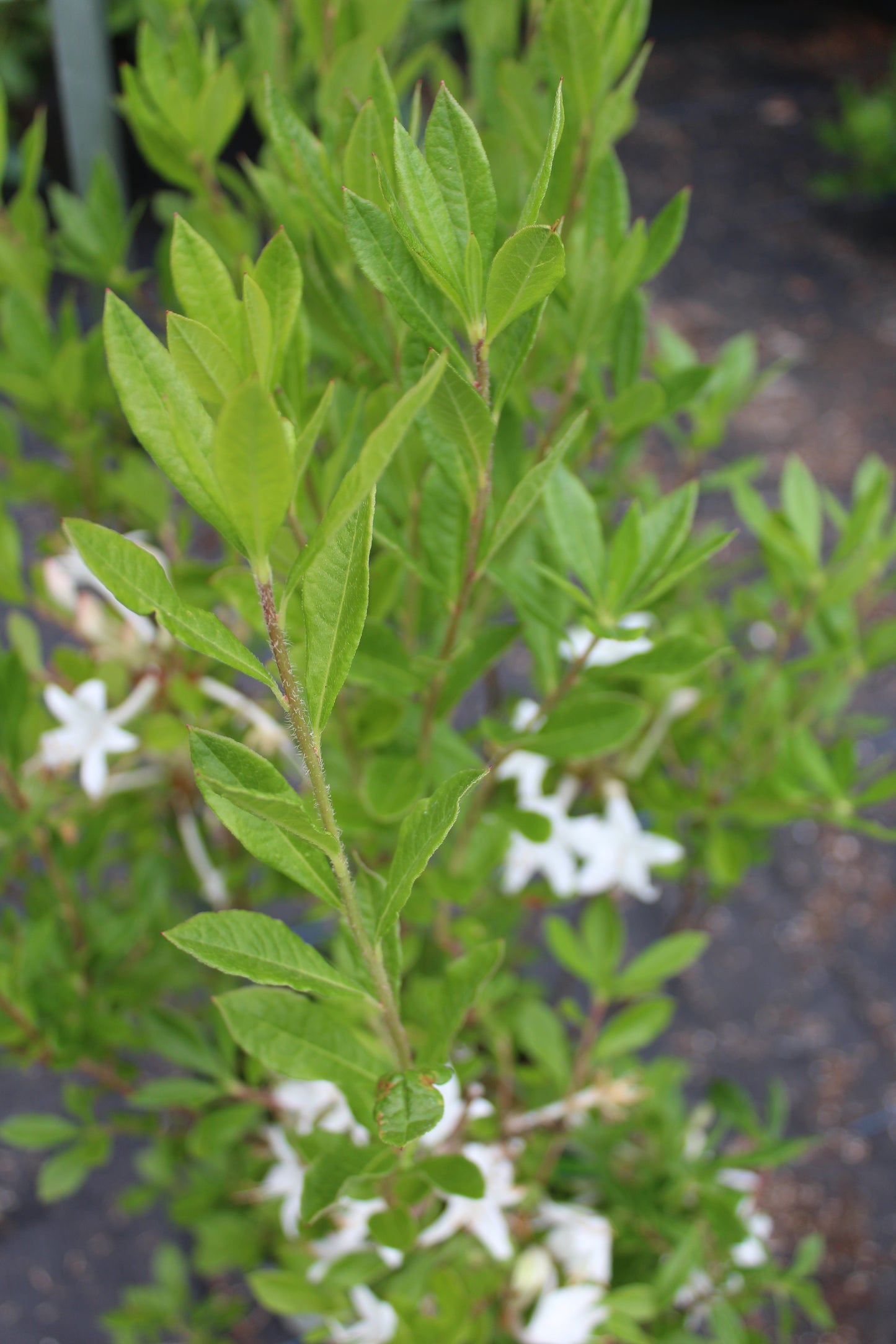 AZALEA VISCOSUM 2g