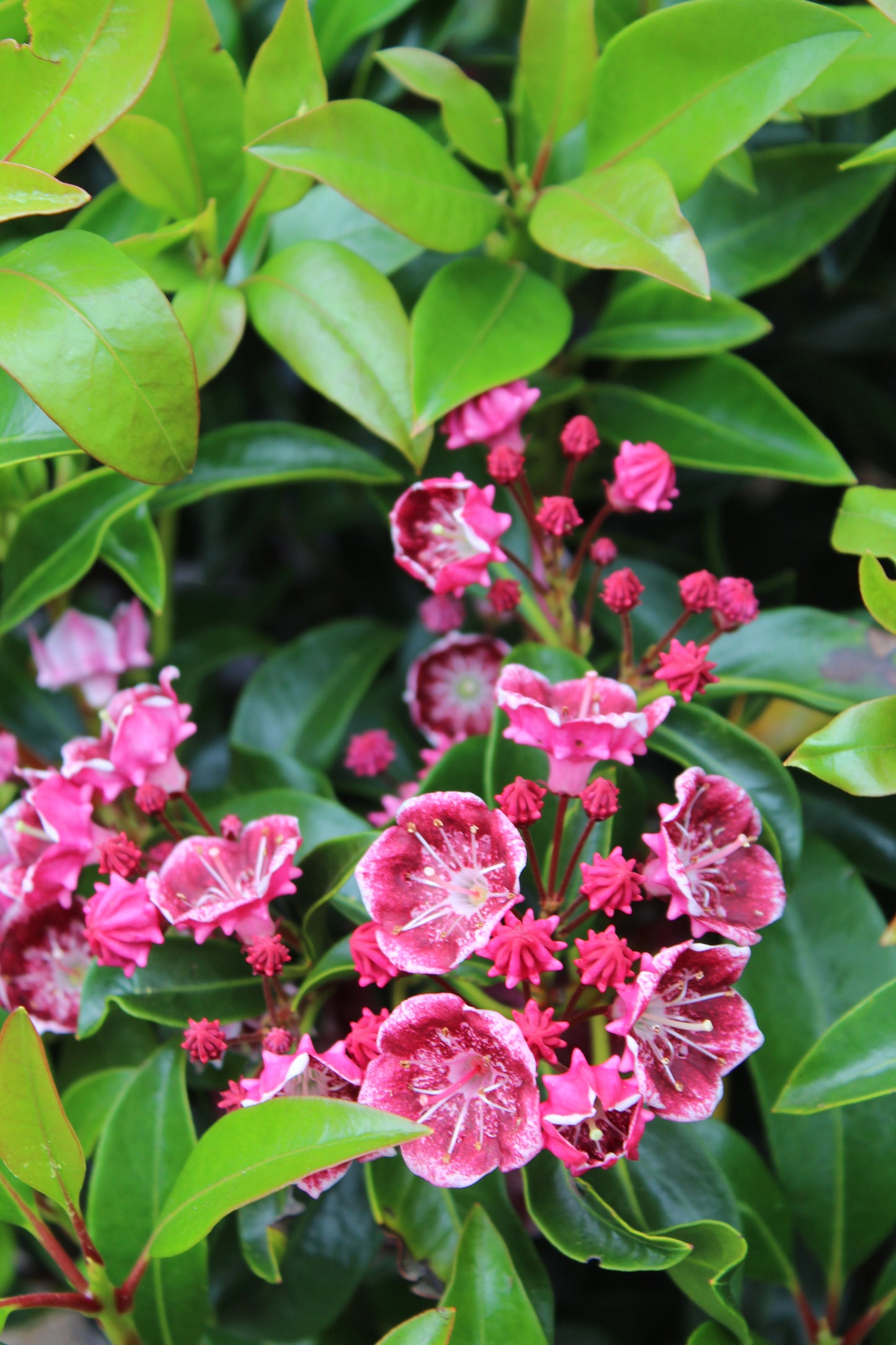 Kalmia latifolia Keepsake 3g