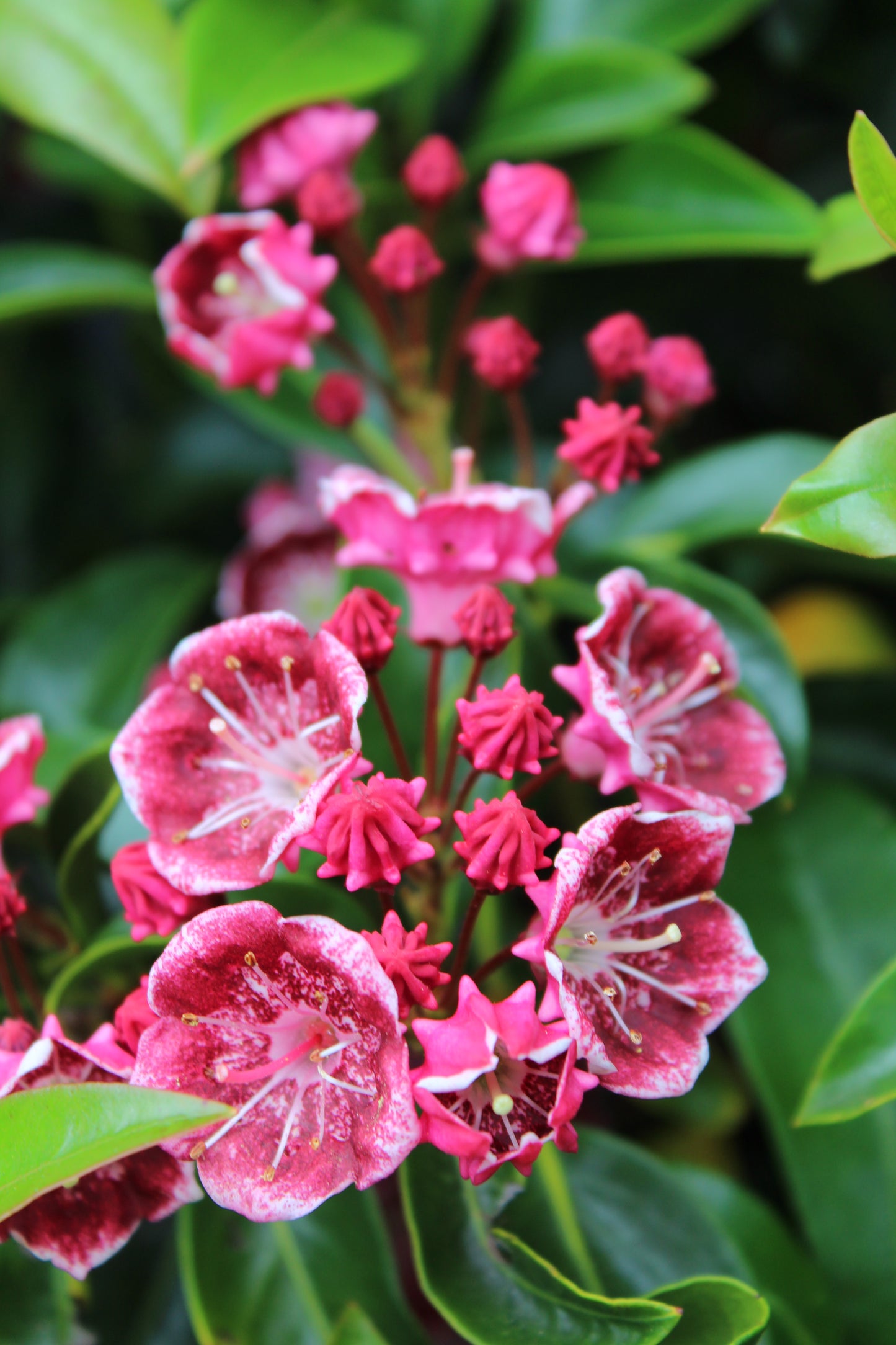 Kalmia latifolia Keepsake 3g