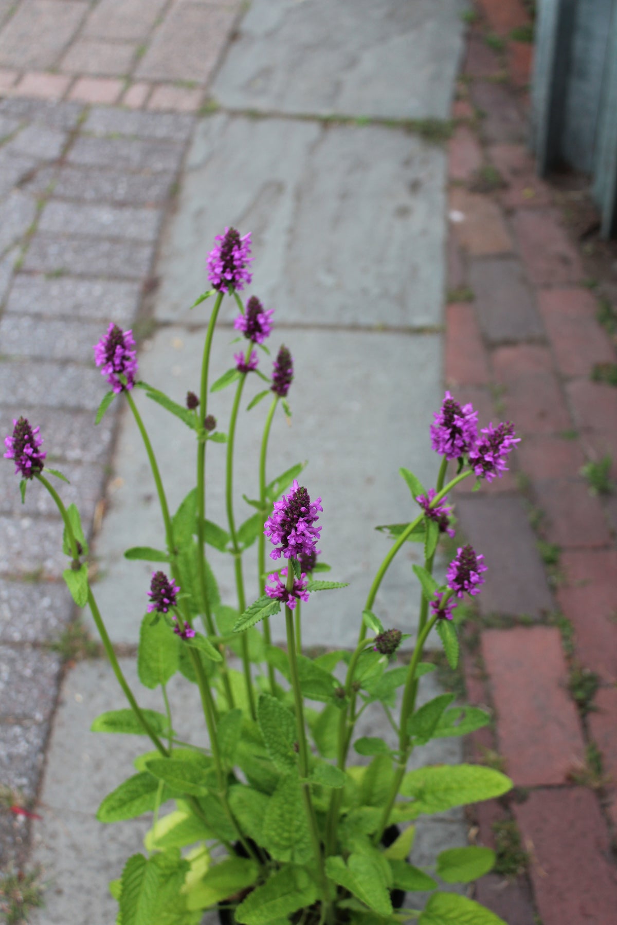 STACHYS monnieri Hummelo 1g