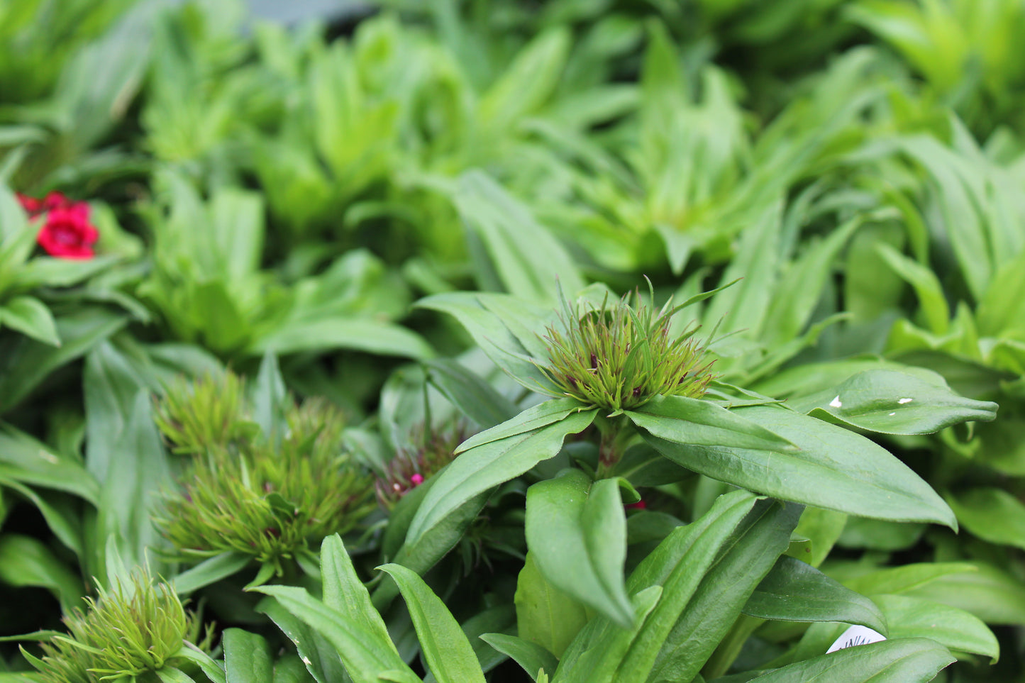 DIANTHUS barbarini Red 1g